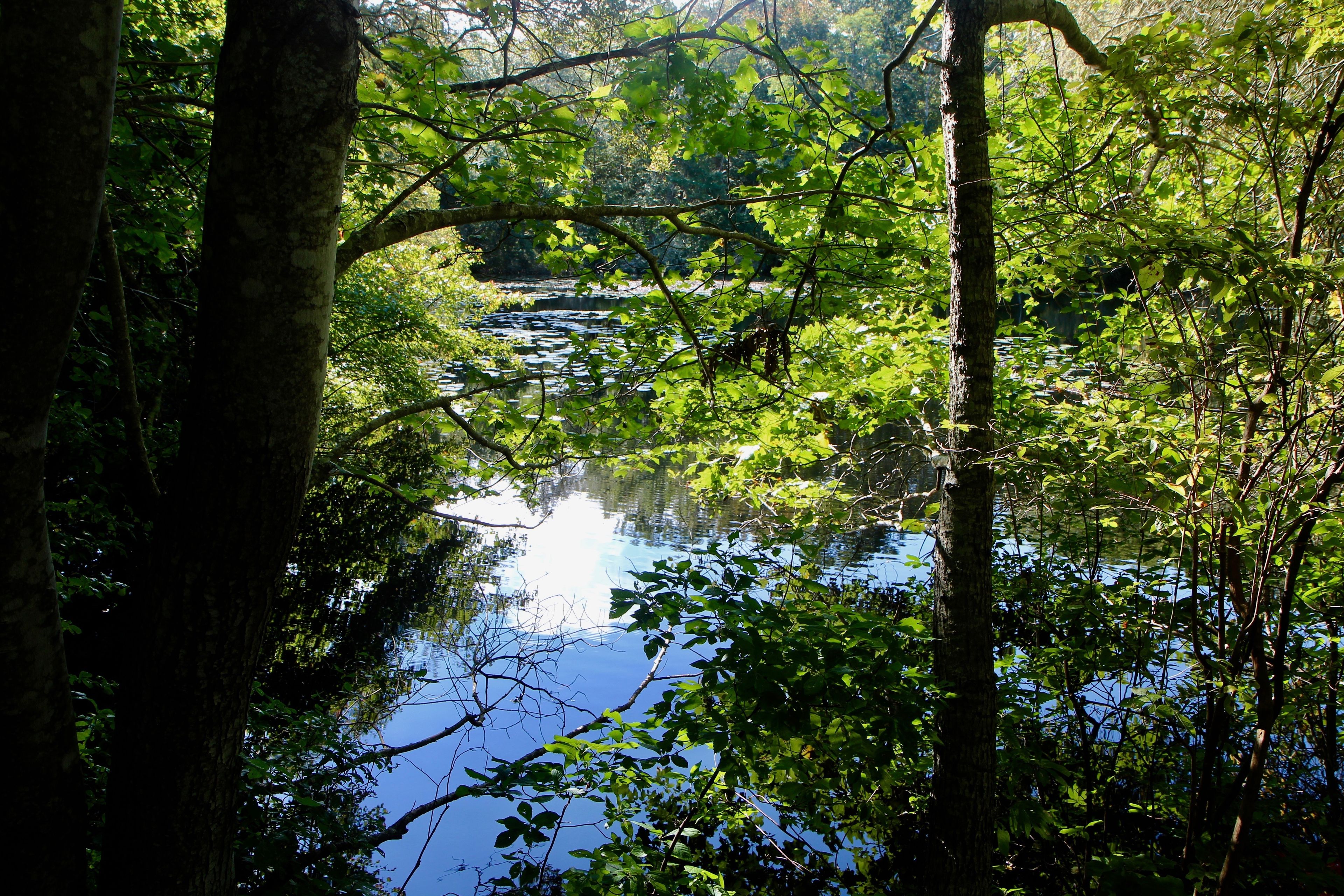 view of little pond