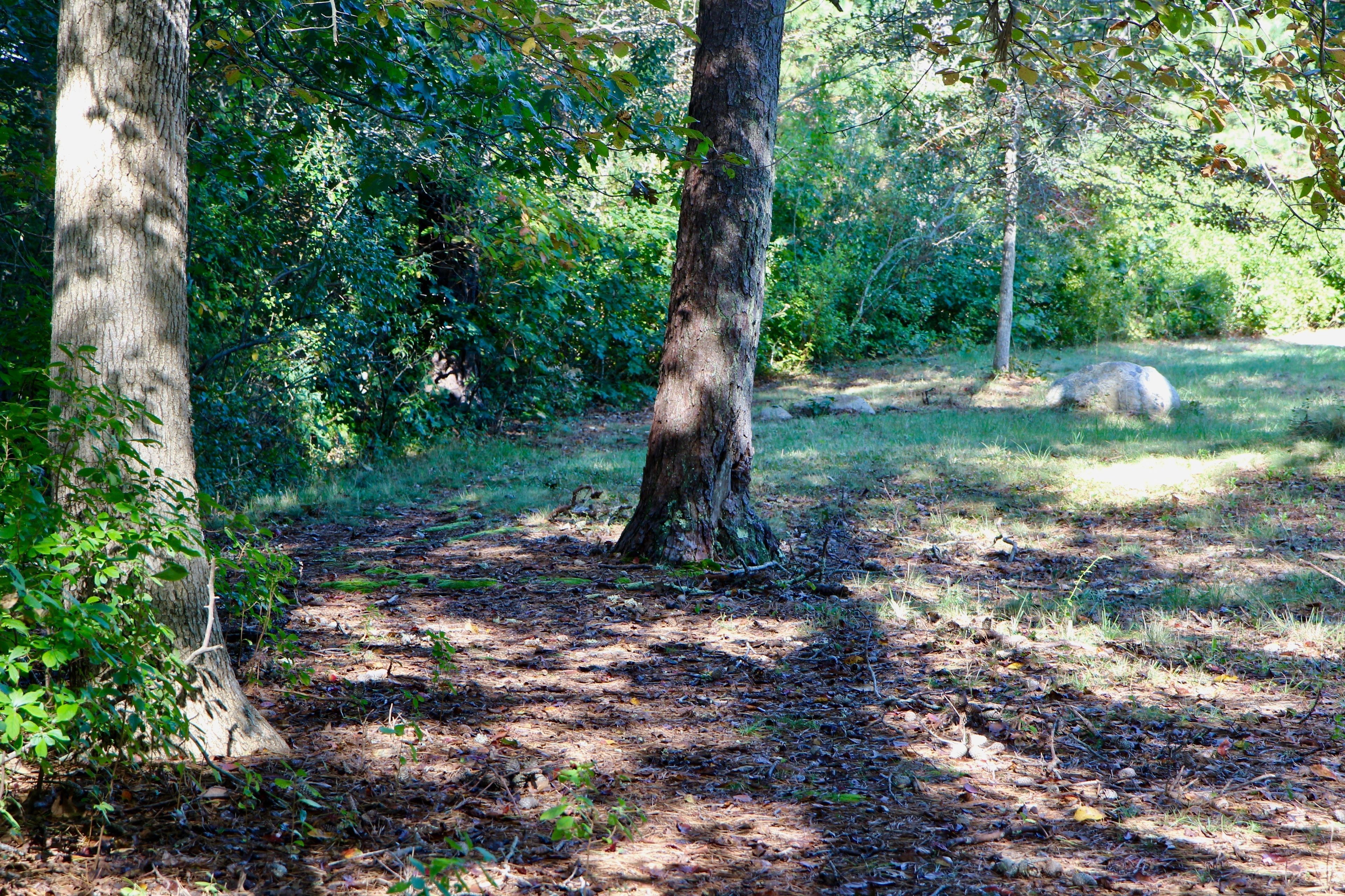 grassy trail near parking