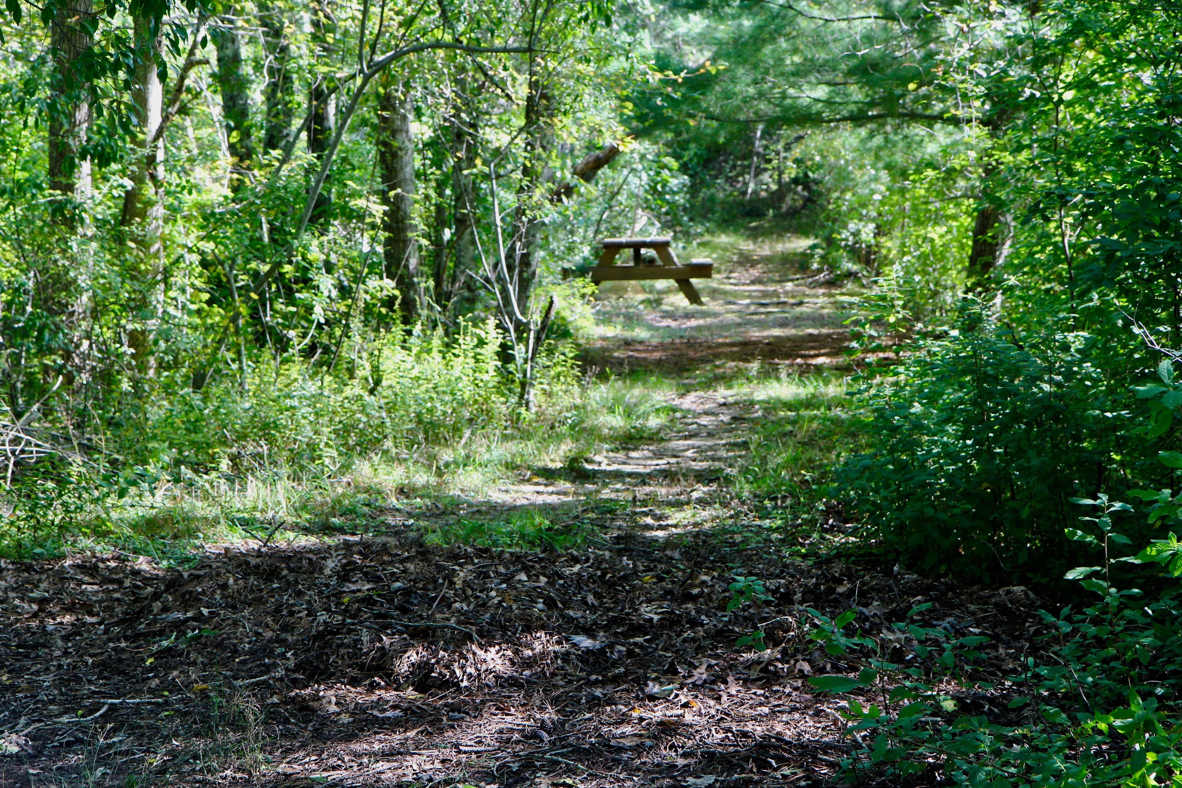 woods trail leading to picnic table