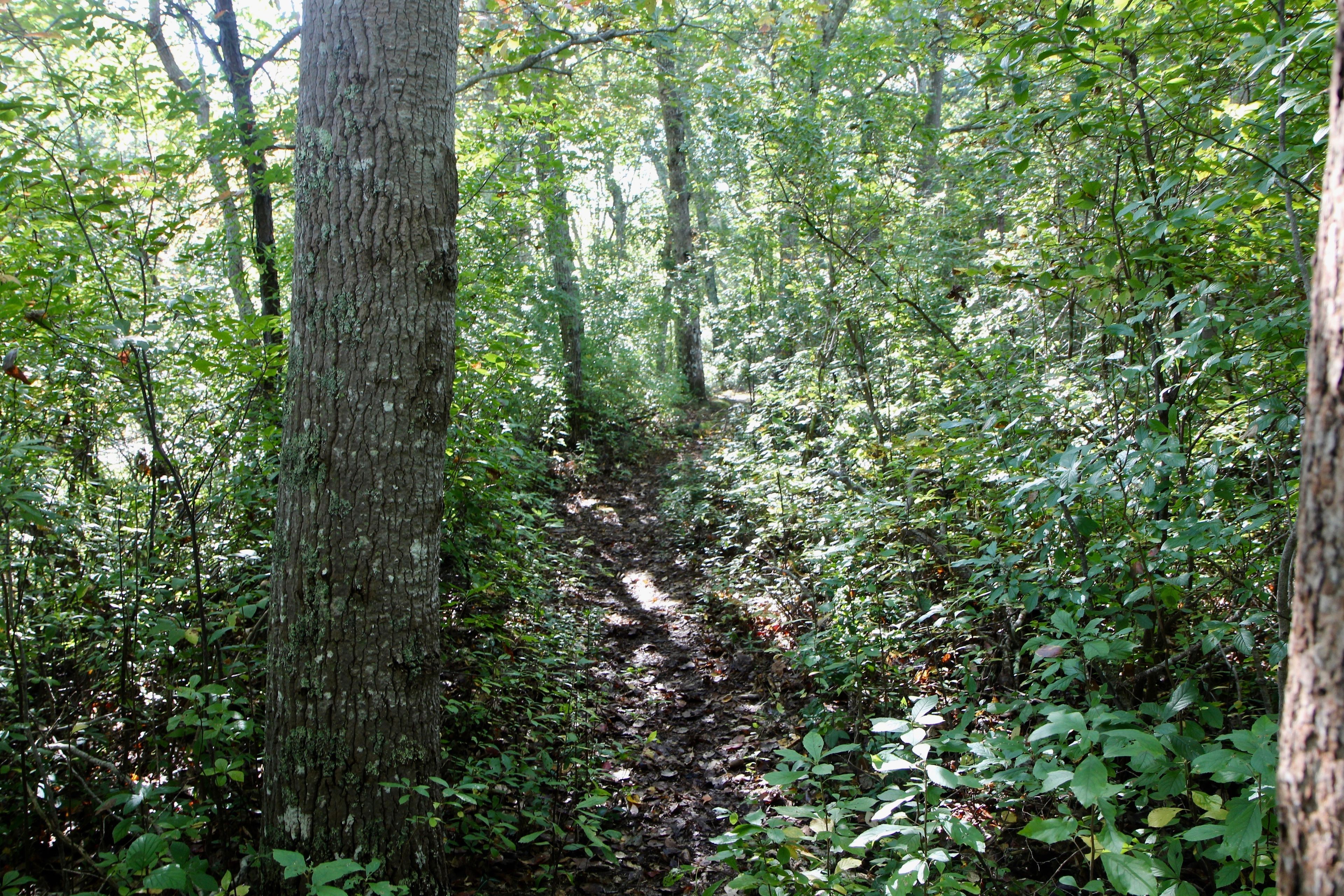 woods trail