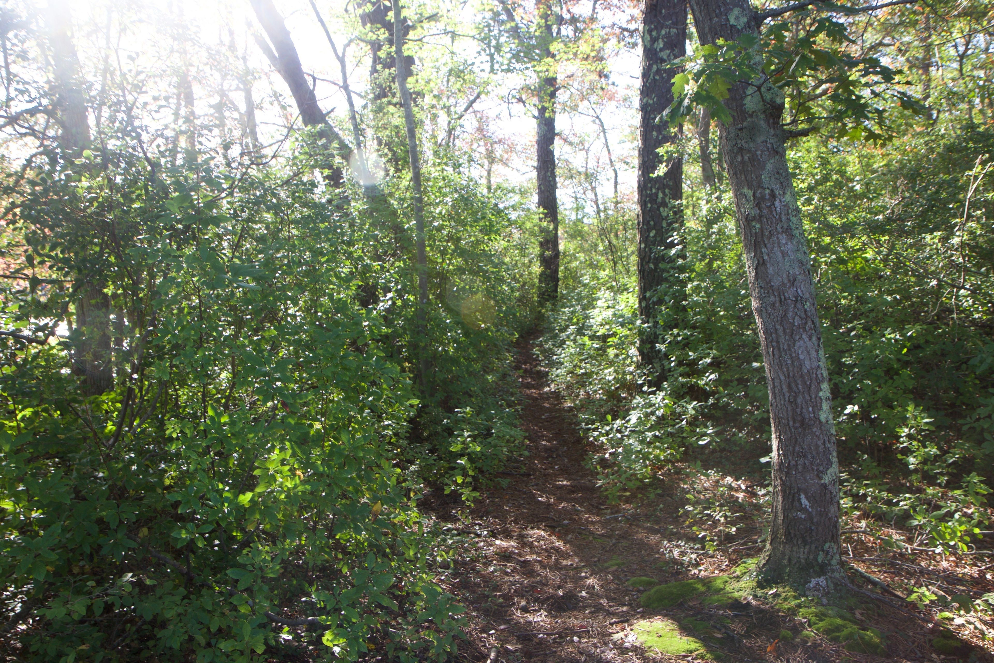 woods trail