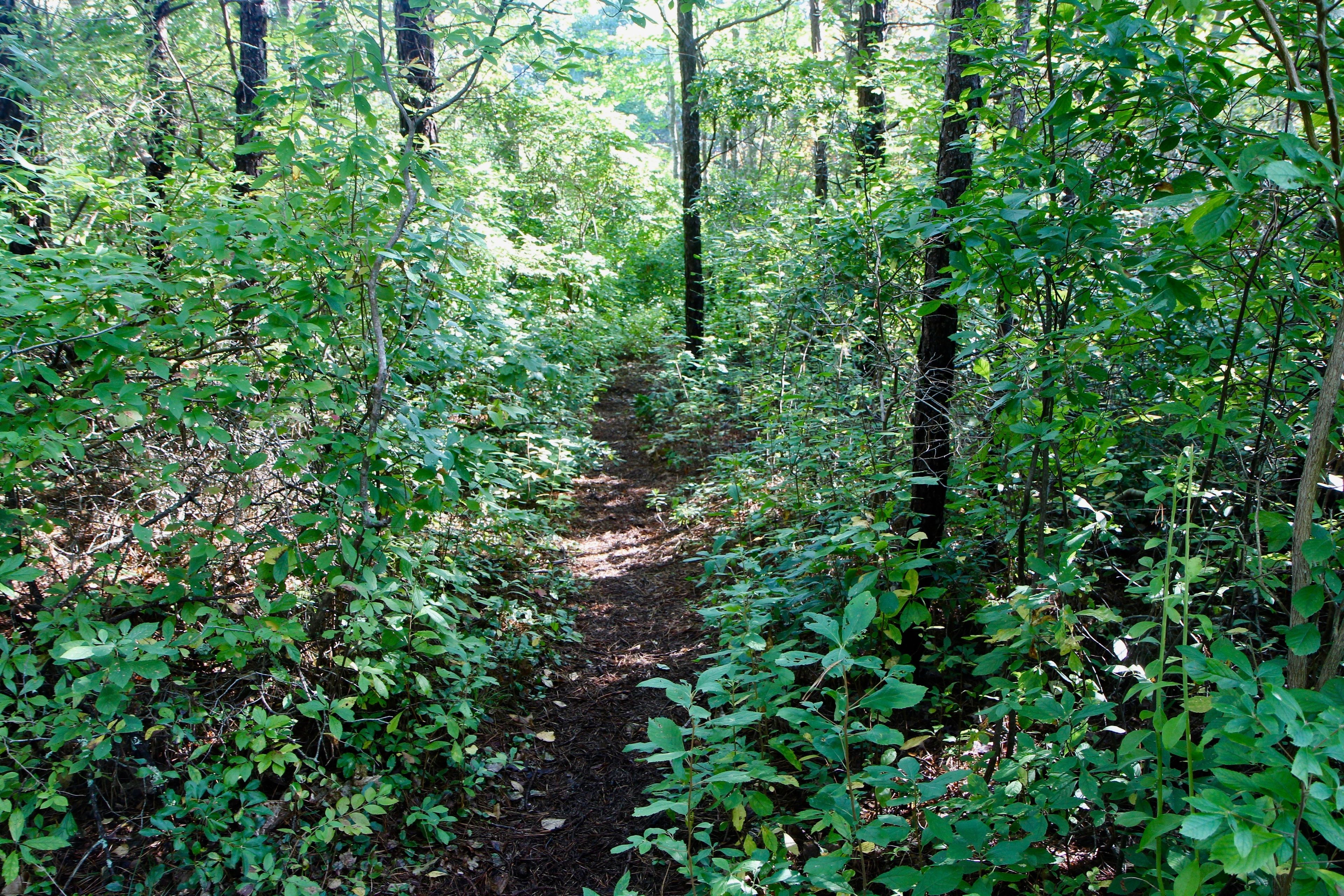 narrow woods trail