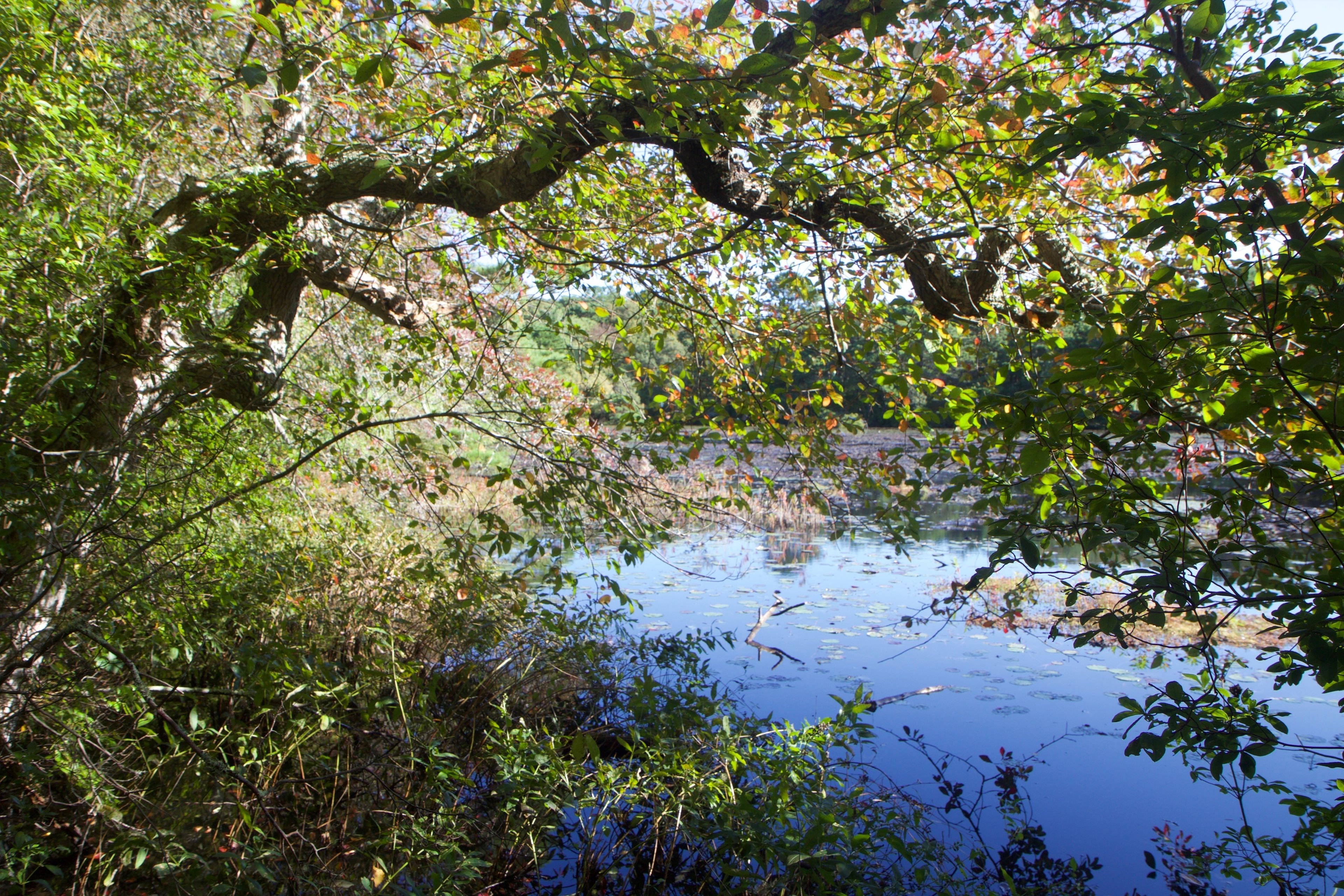 fall view of pond