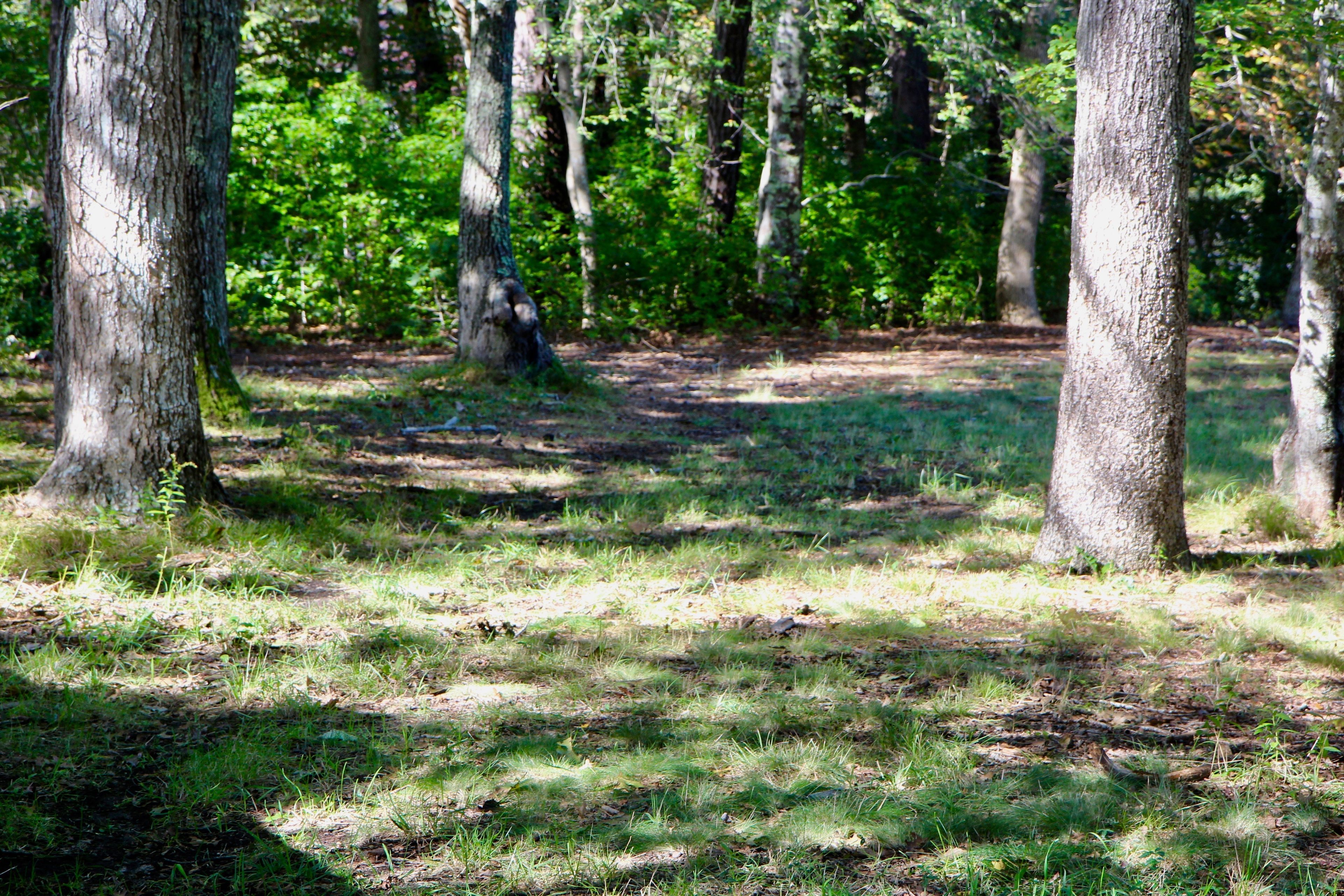 grassy trail leading to Big Pond loop