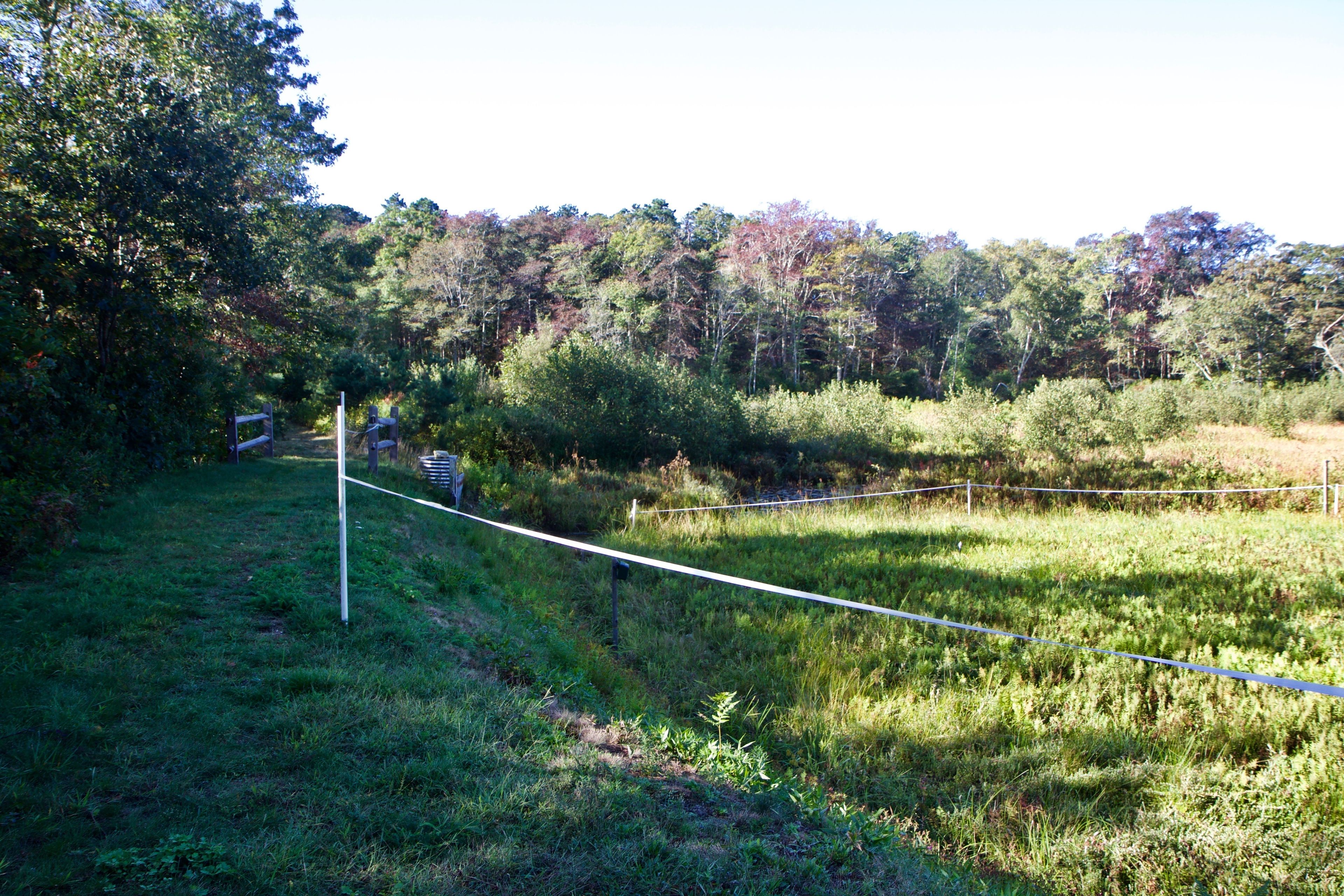 view of cranberry bogs