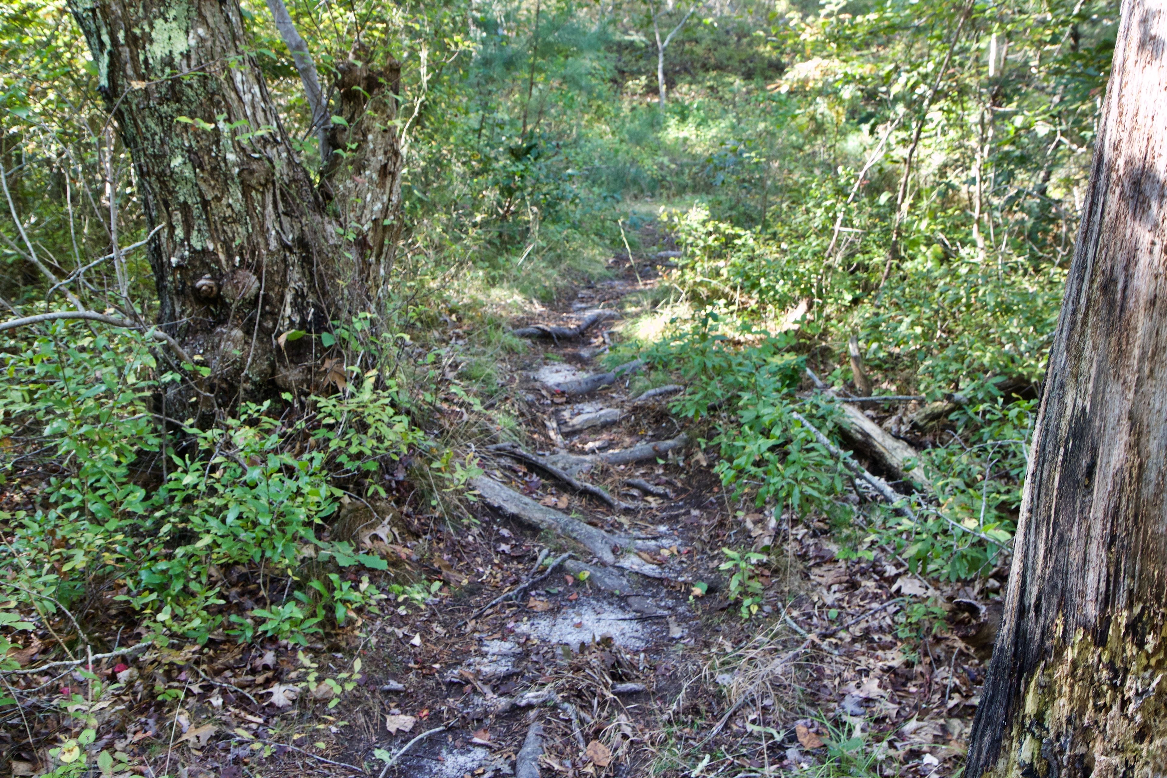 roots along trail