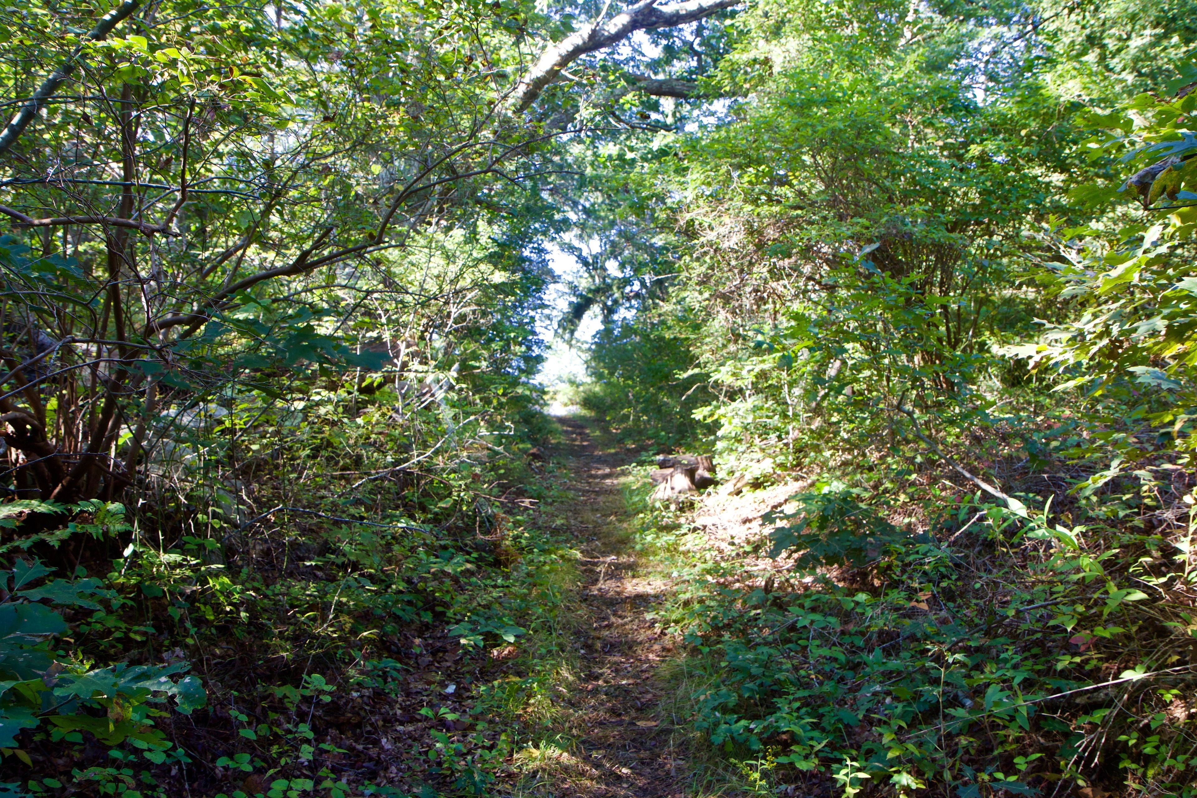 woods trail