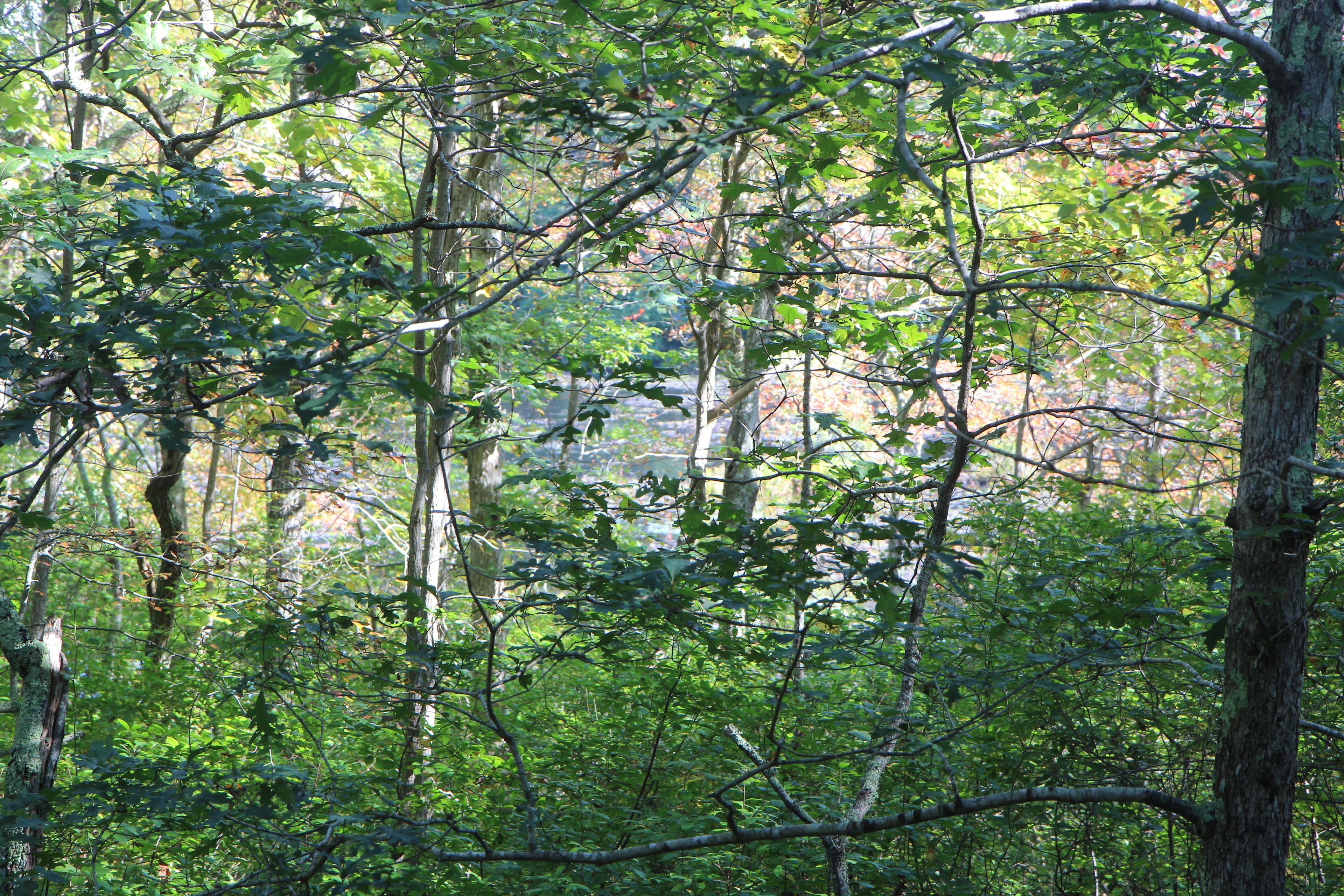 view of Cranberry Acres Pond from start of trail