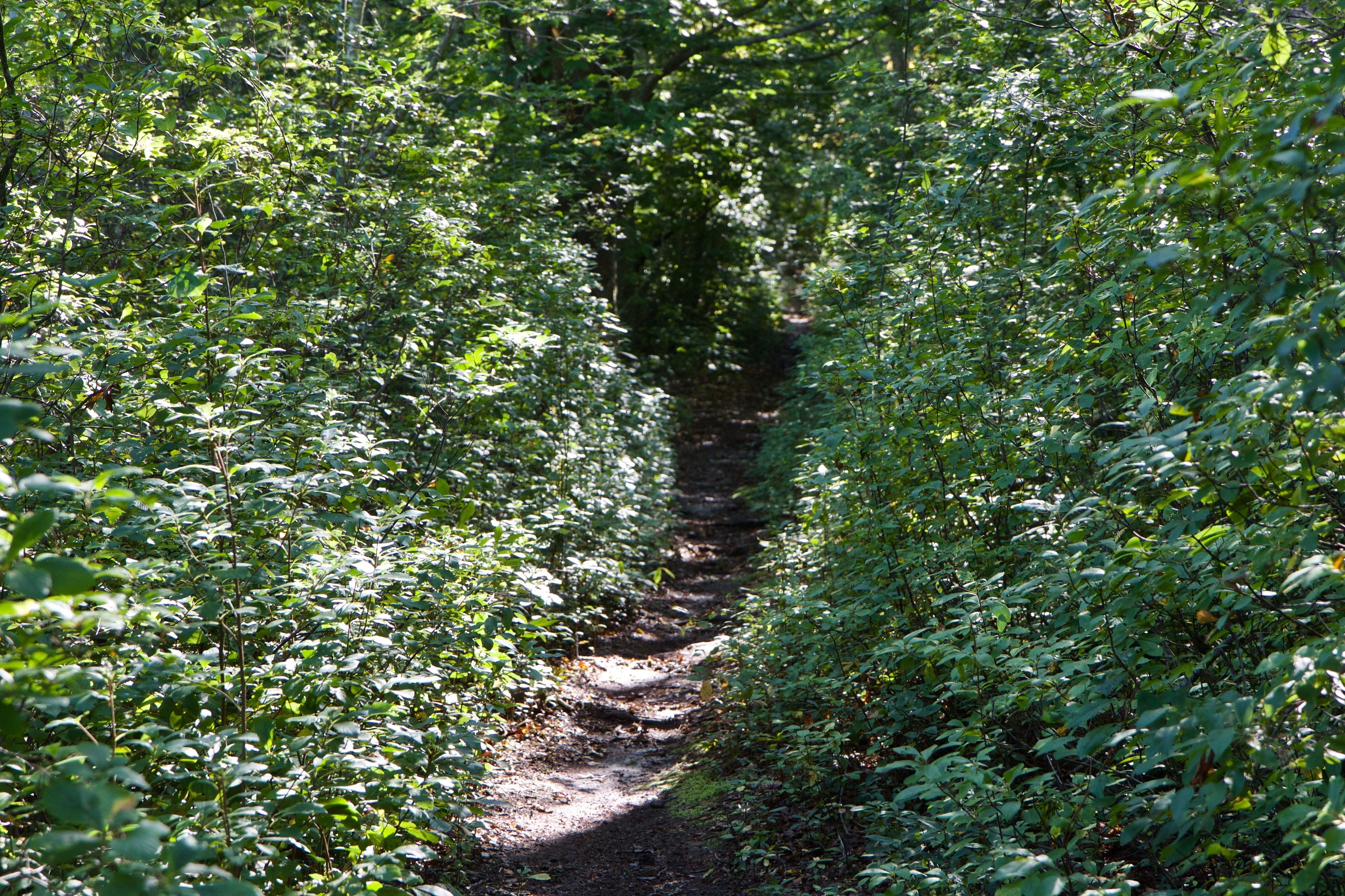 narrow woods trail