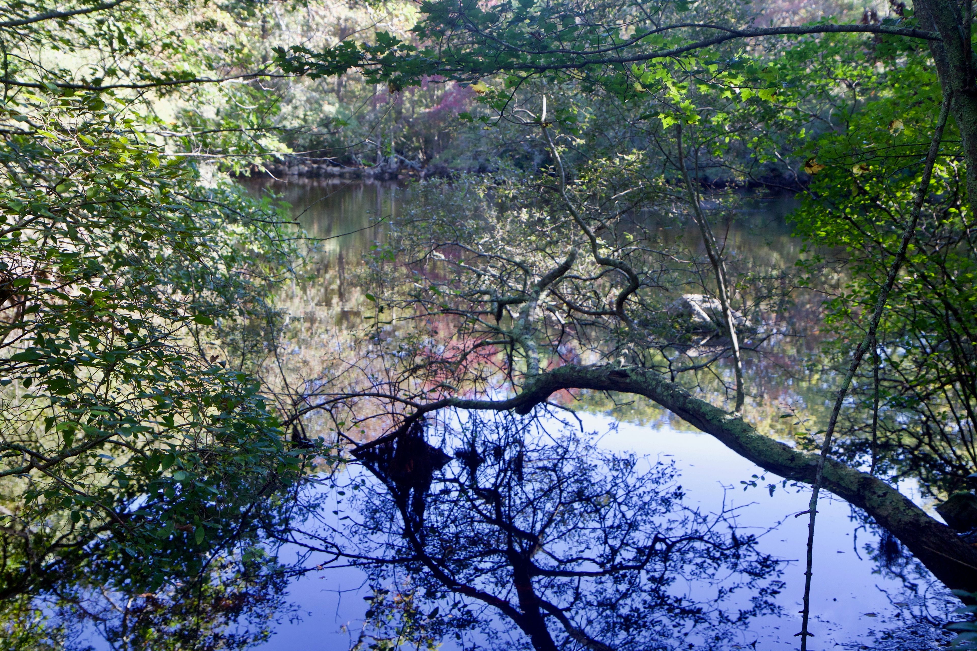 fall view of pond/swamp