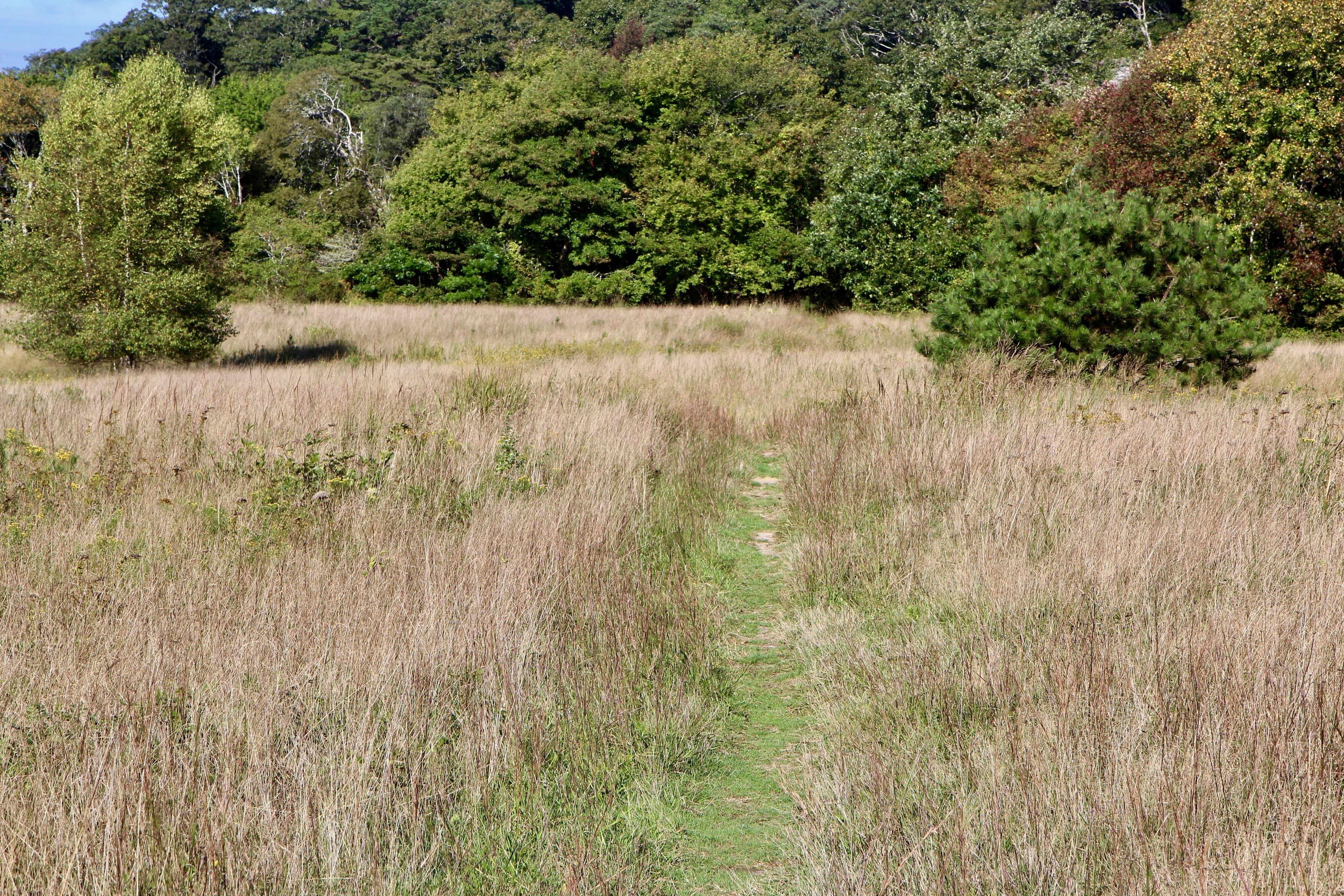 narrow grassy path