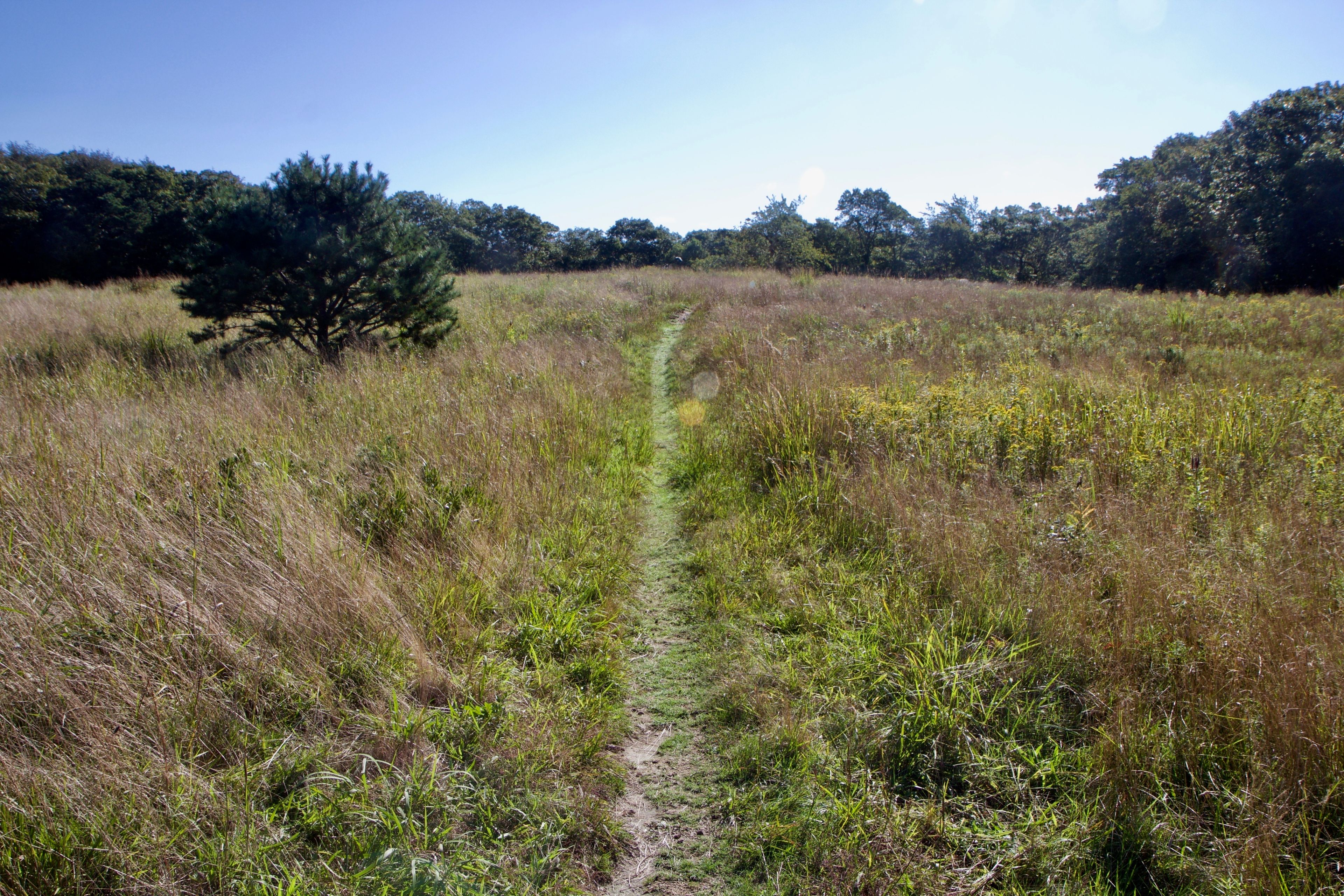 narrow grassy path