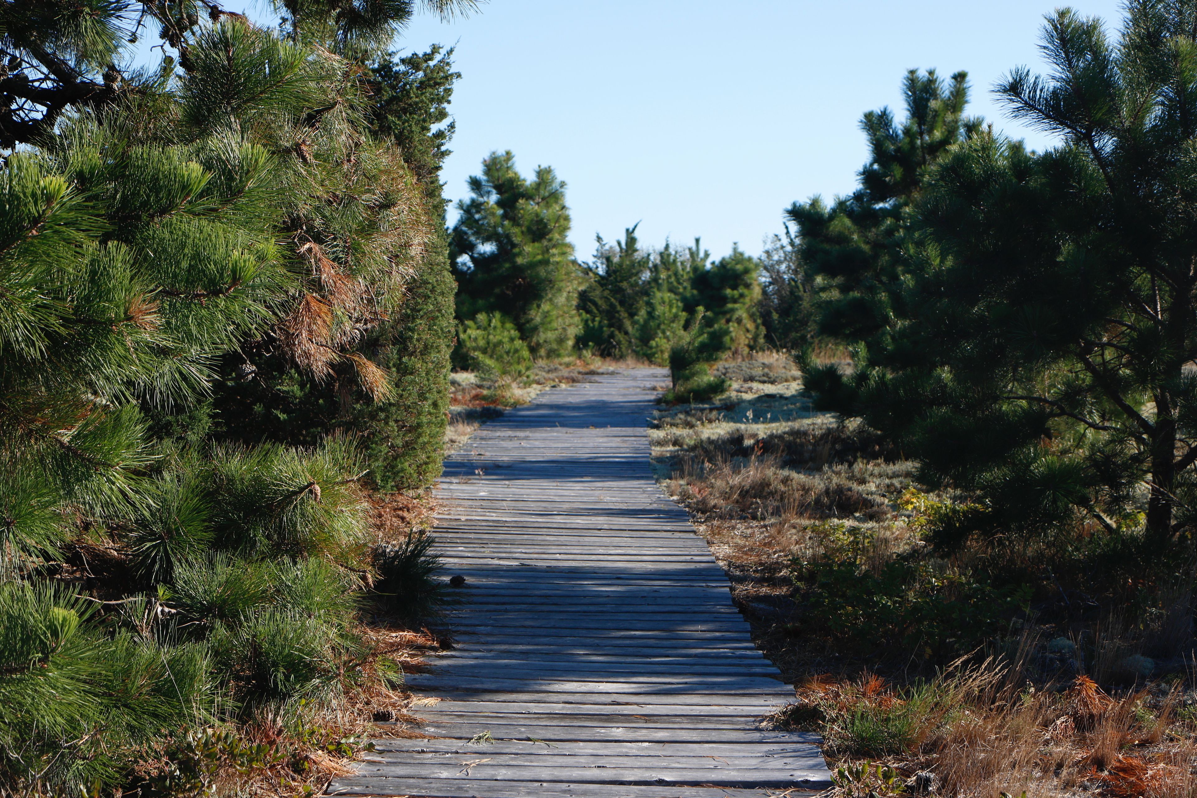 boardwalk