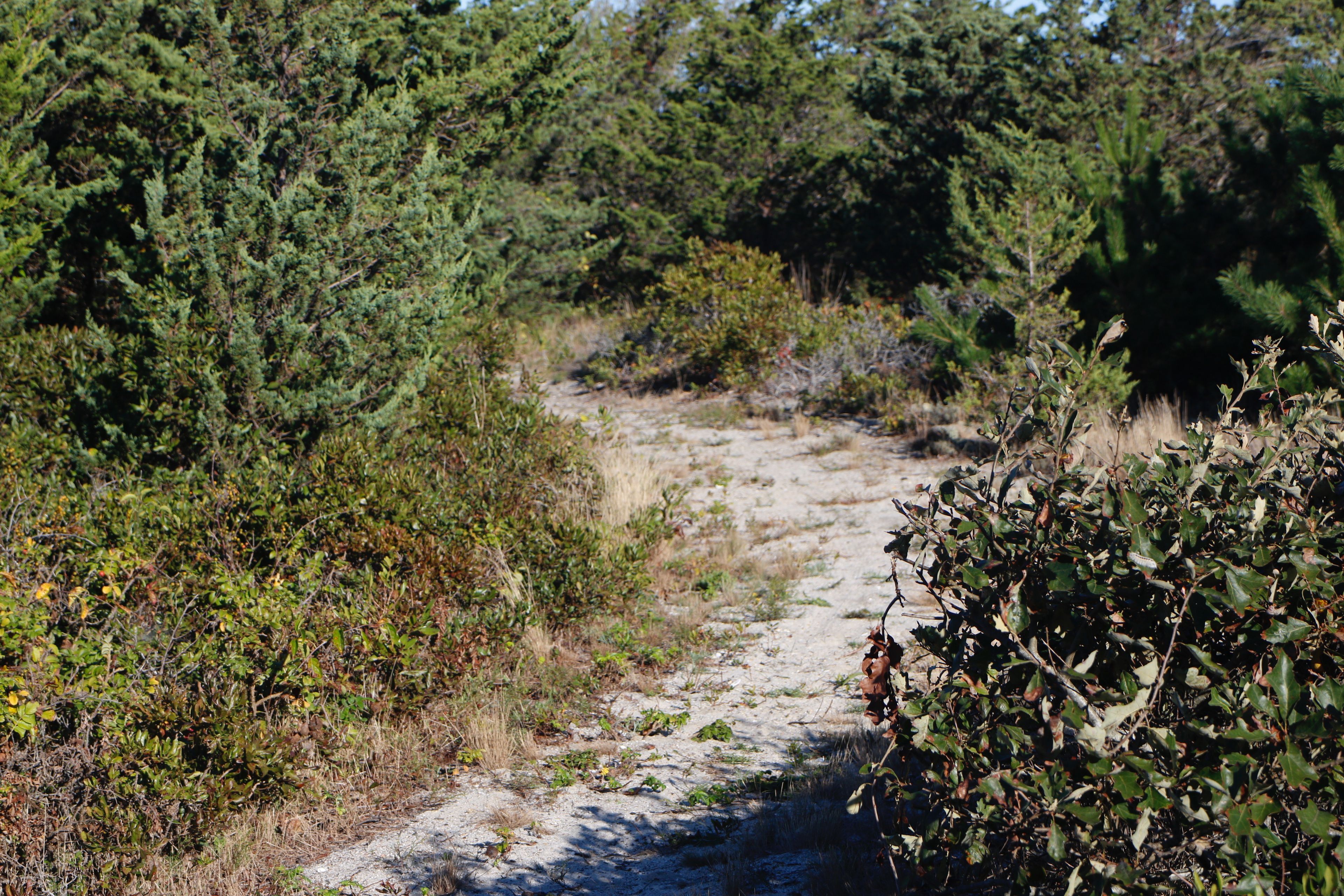 sandy trail