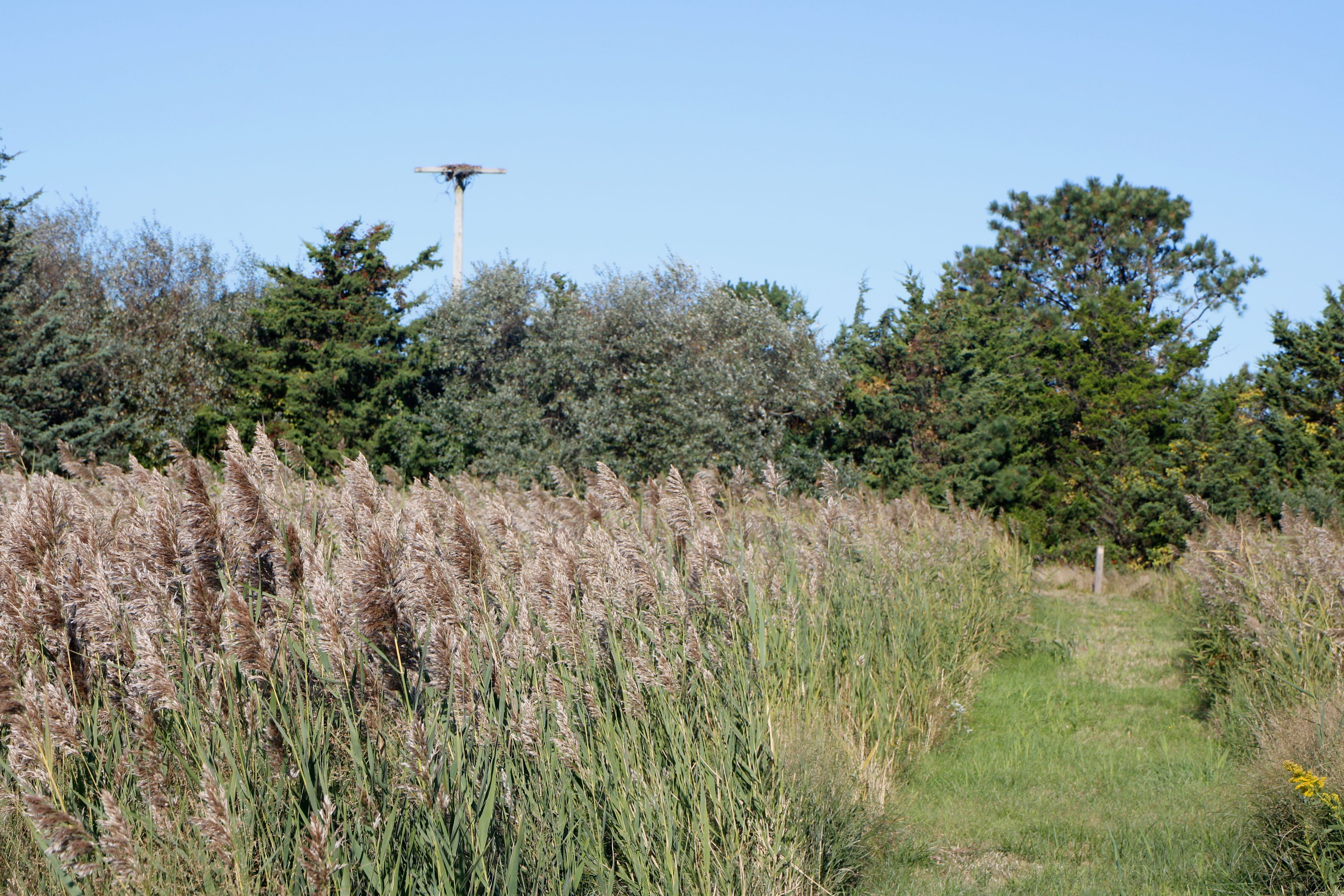 grassy trail