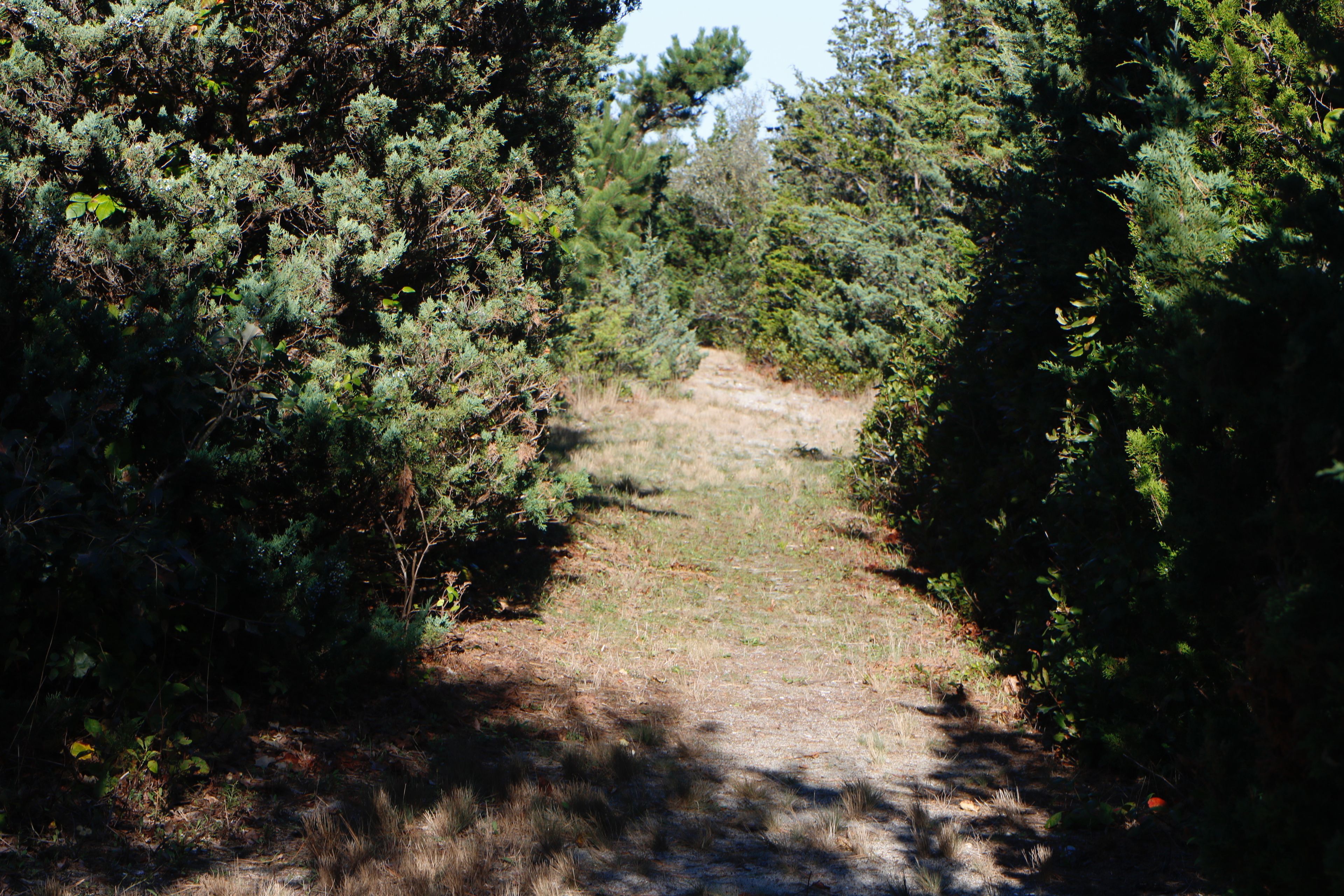 grassy trail