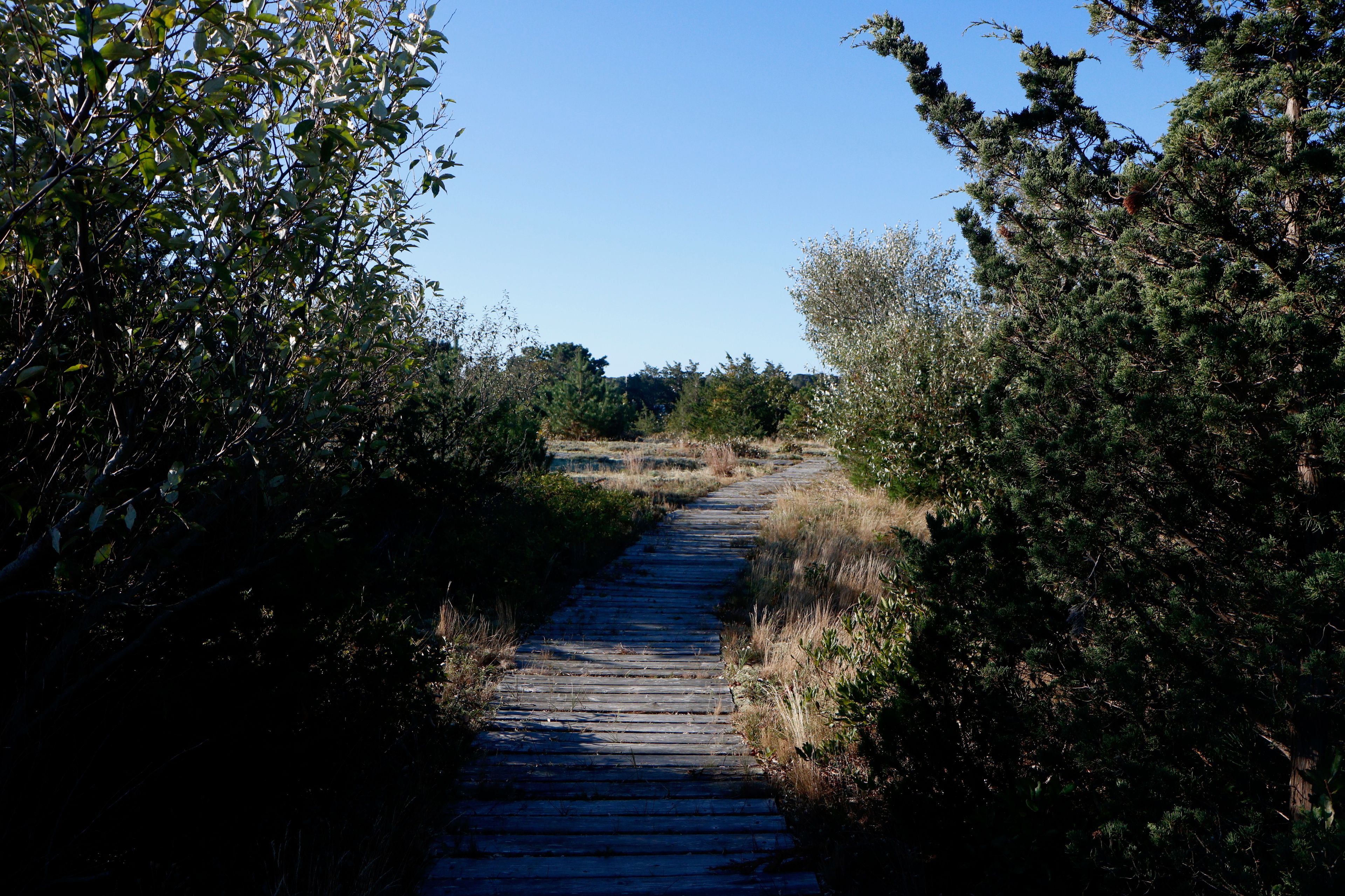 boardwalk from road