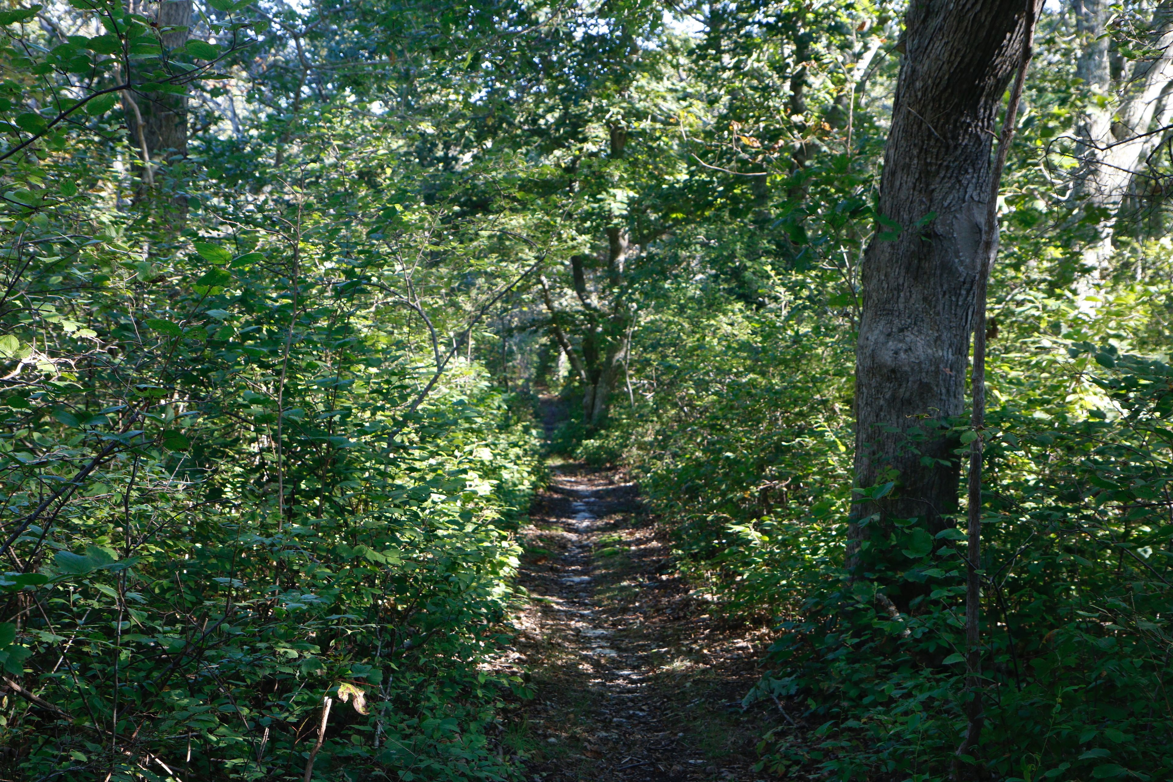 woods trail