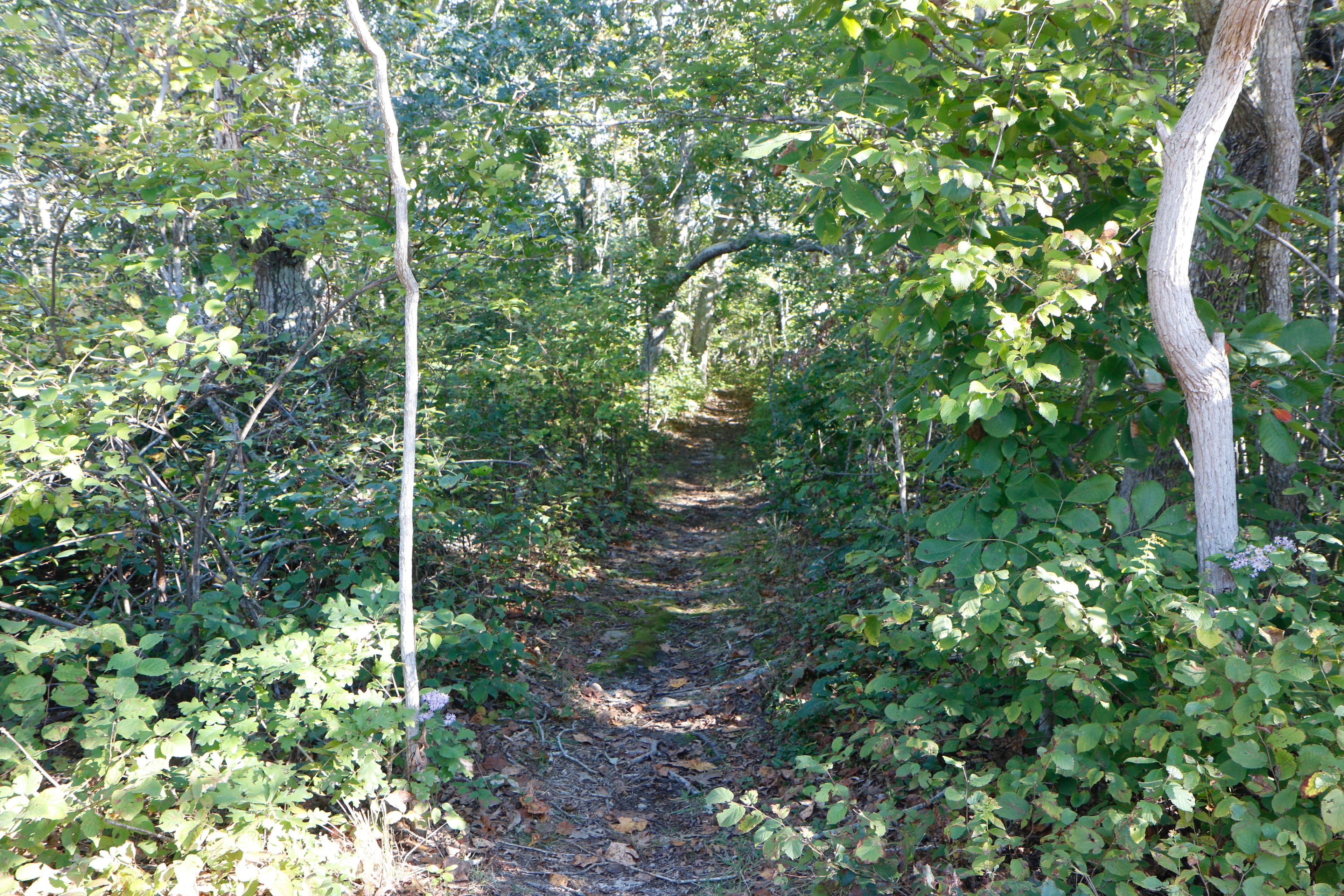 woods trail