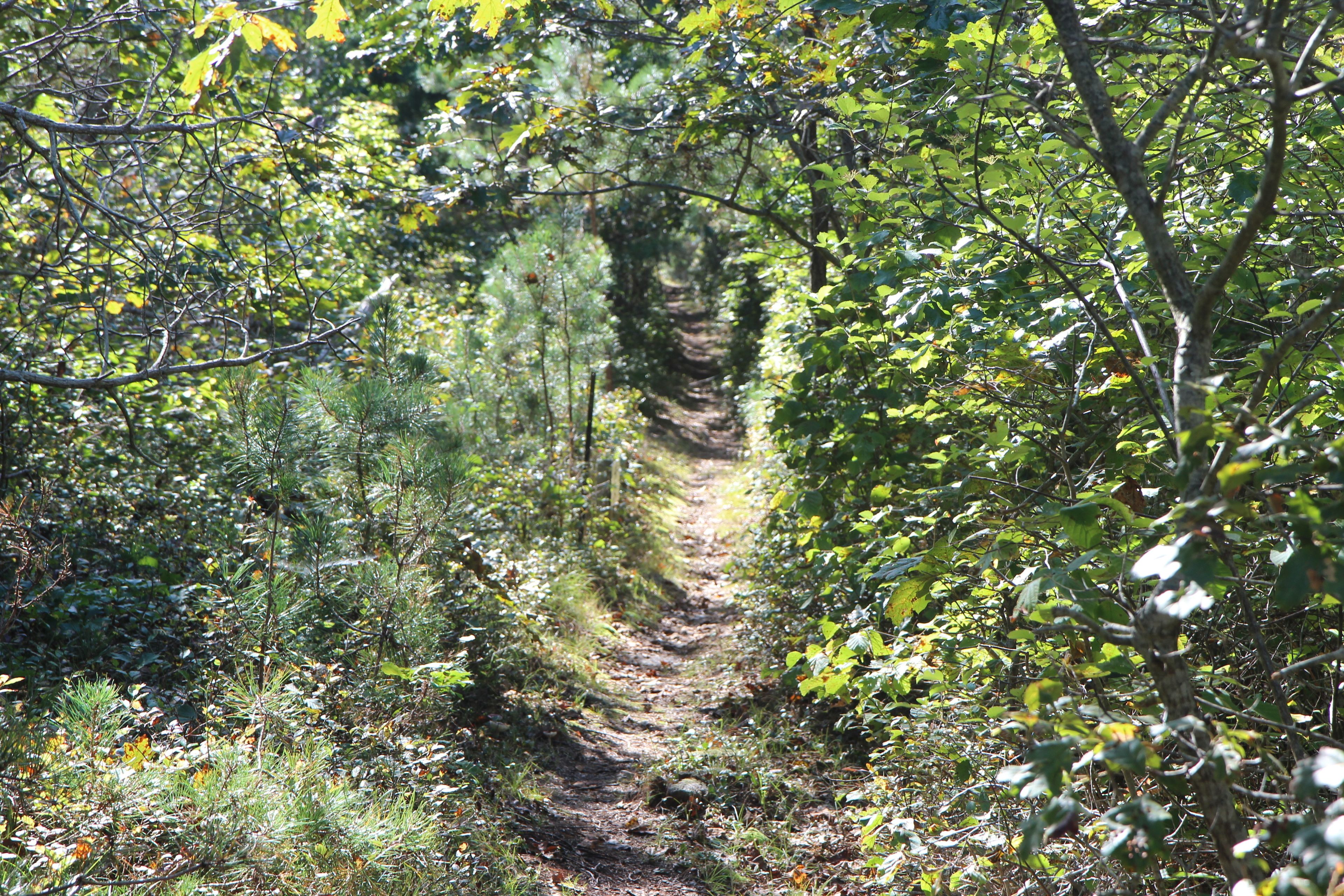 narrow woods trail