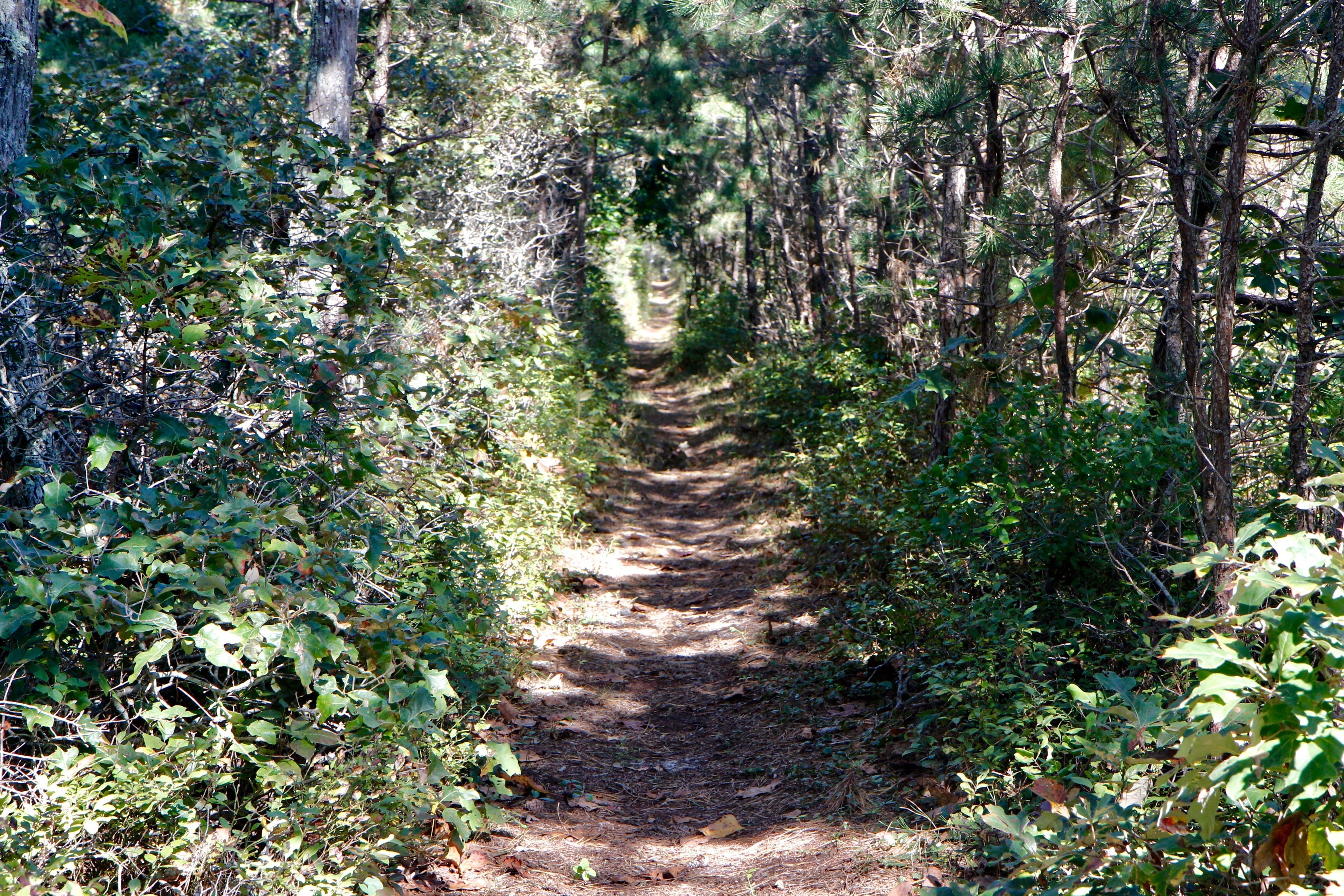 woods trail