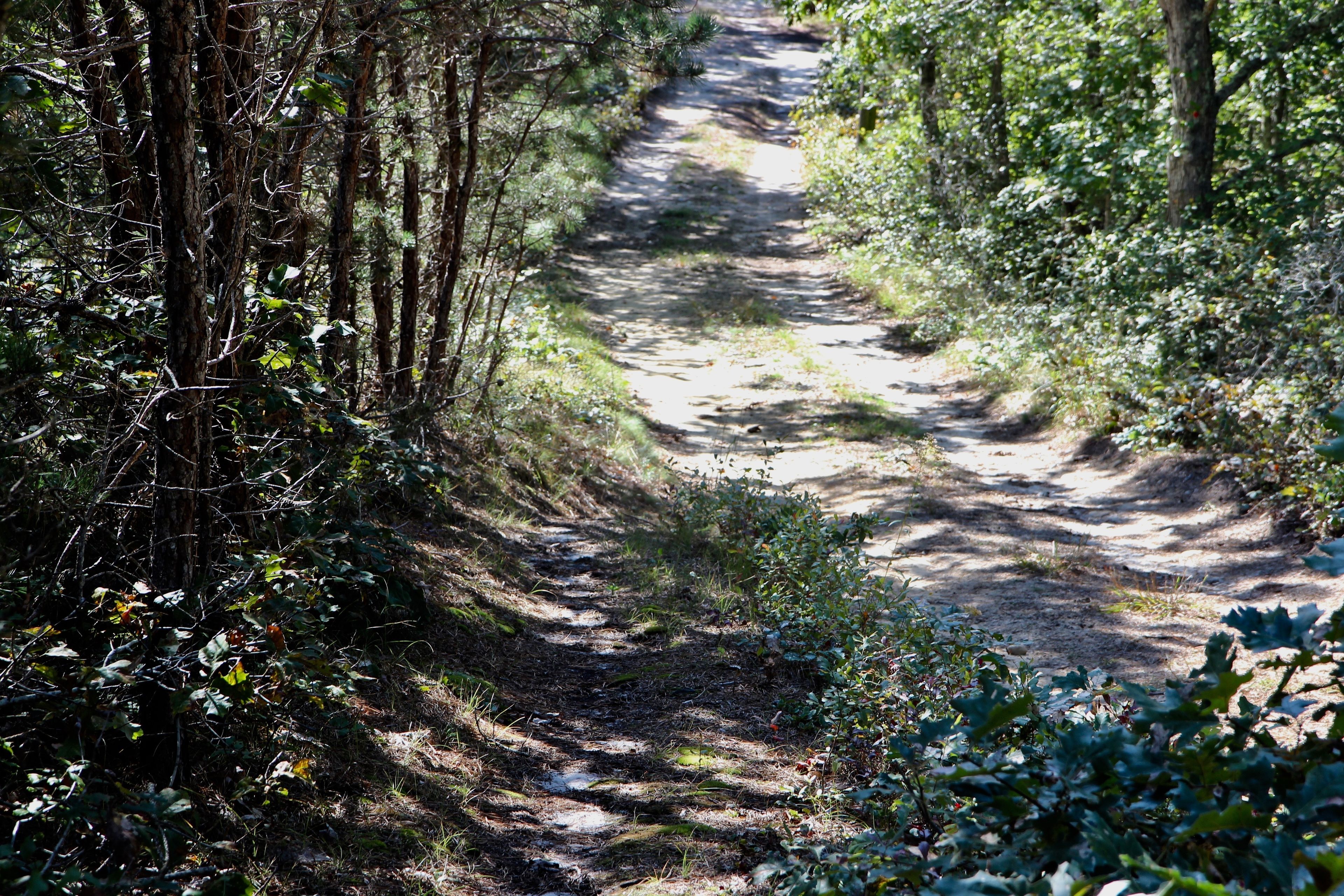 trail merges with road for a brief time