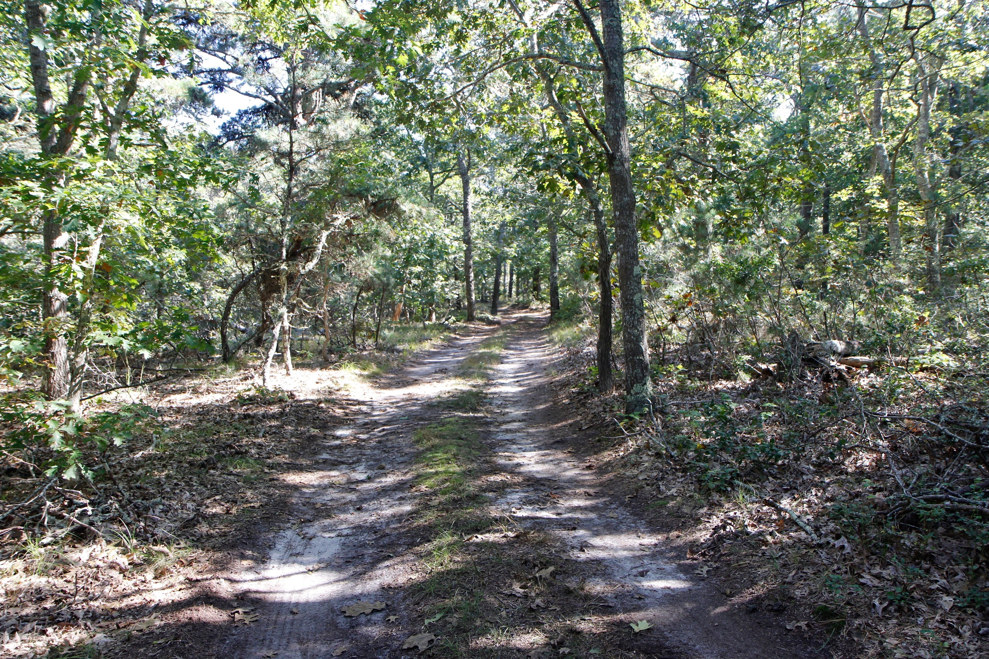 dirt / sandy road