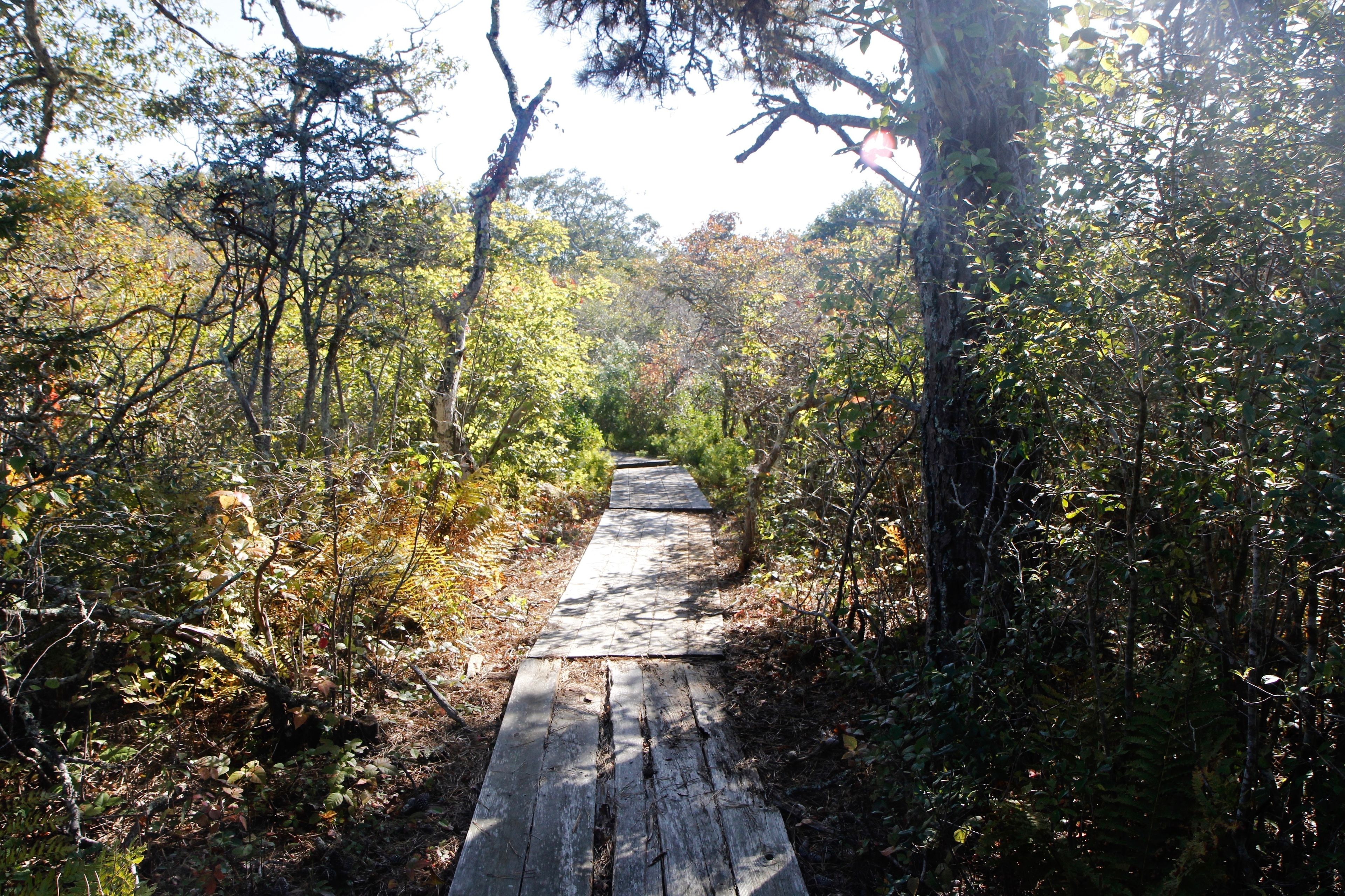 boardwalk along trail