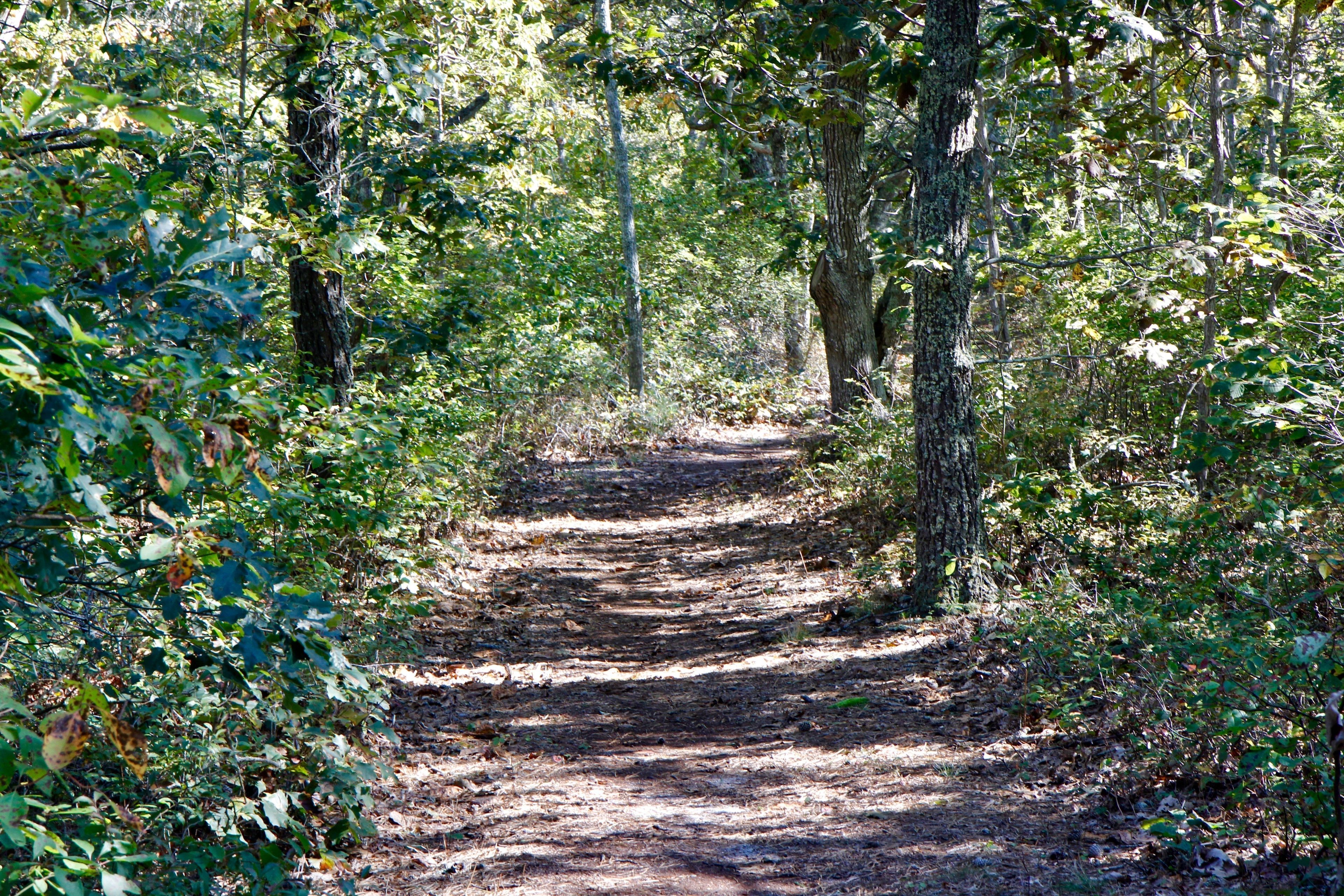 woods trail