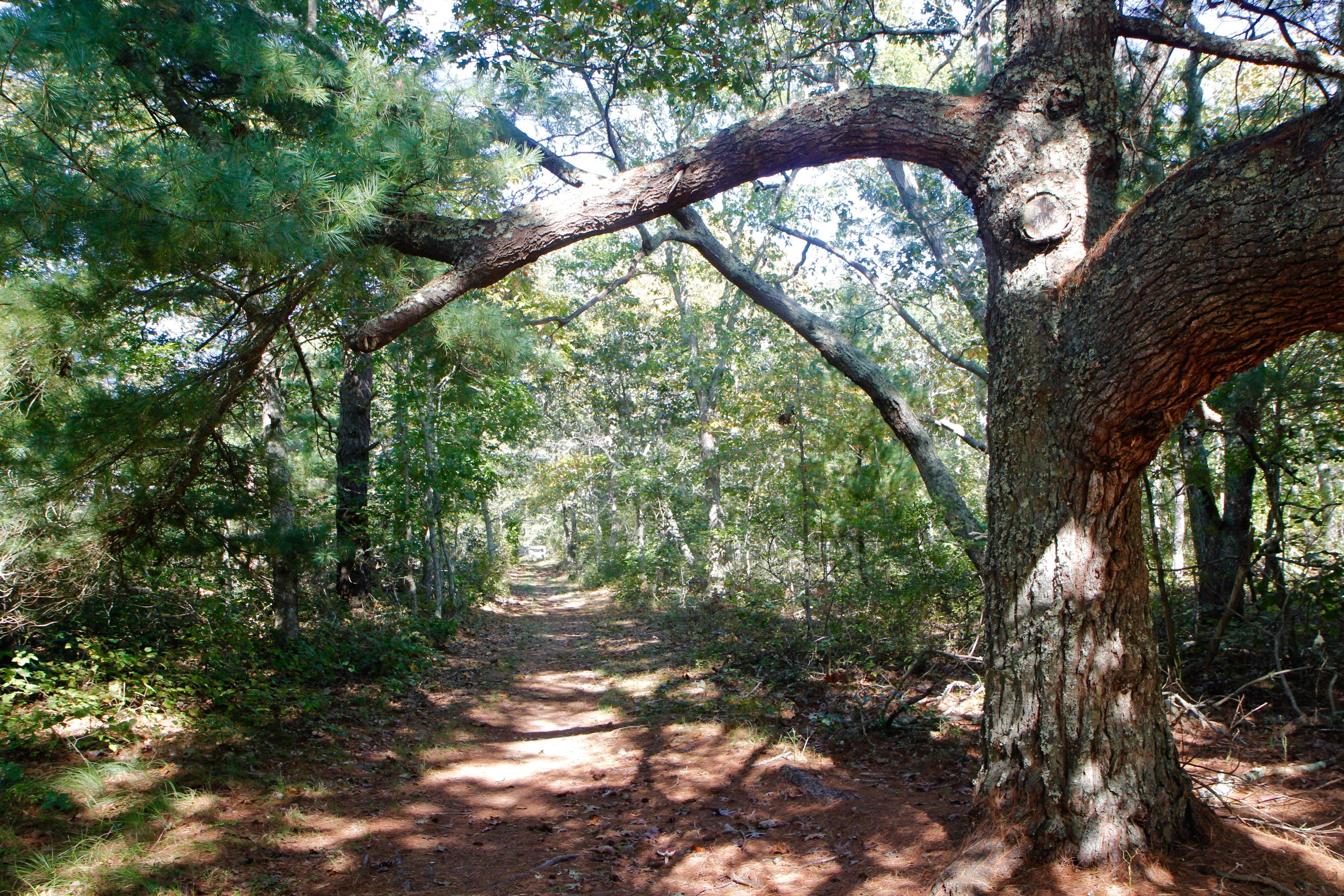 woods trail