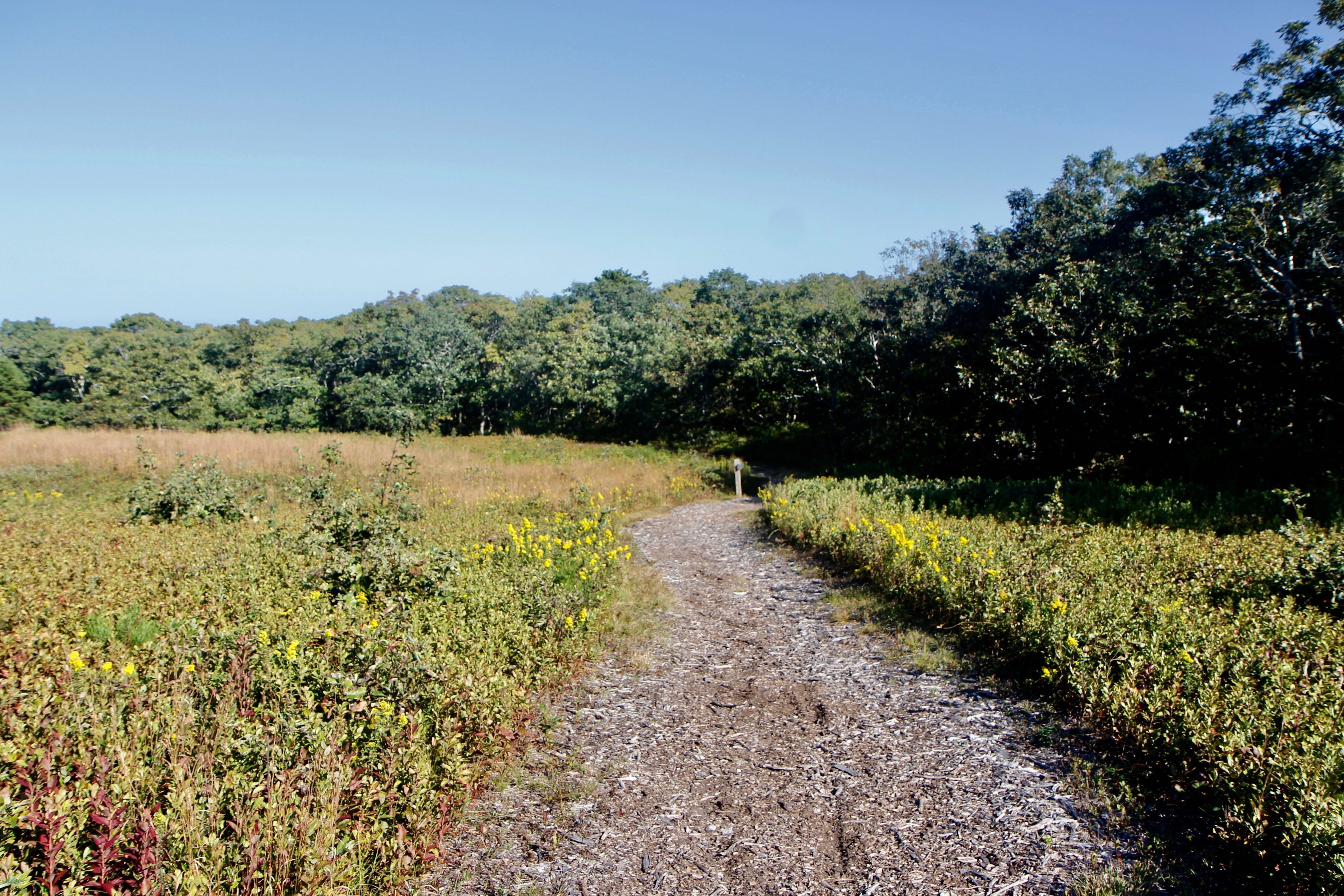 wood chip trail- at southern end