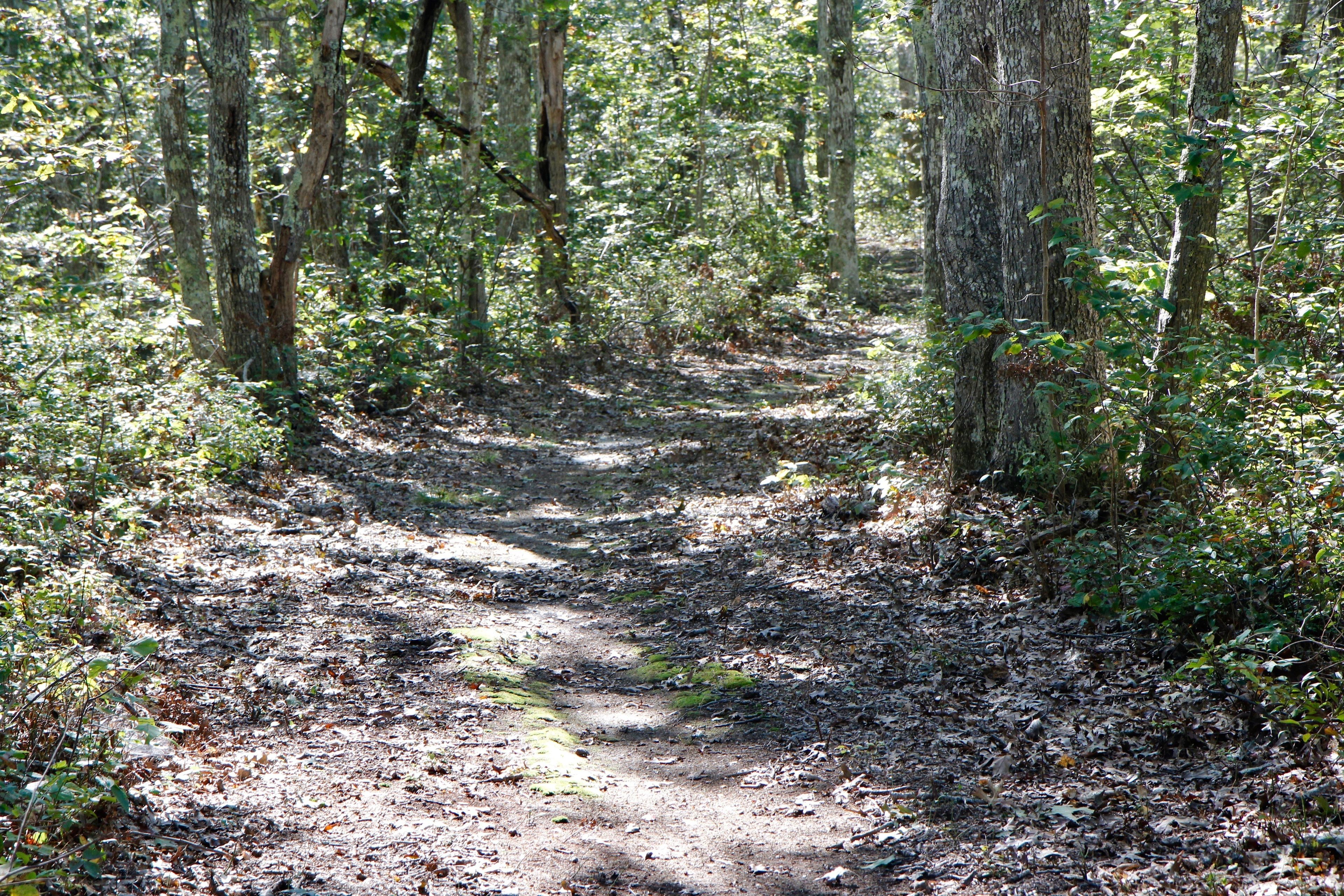 woods trail