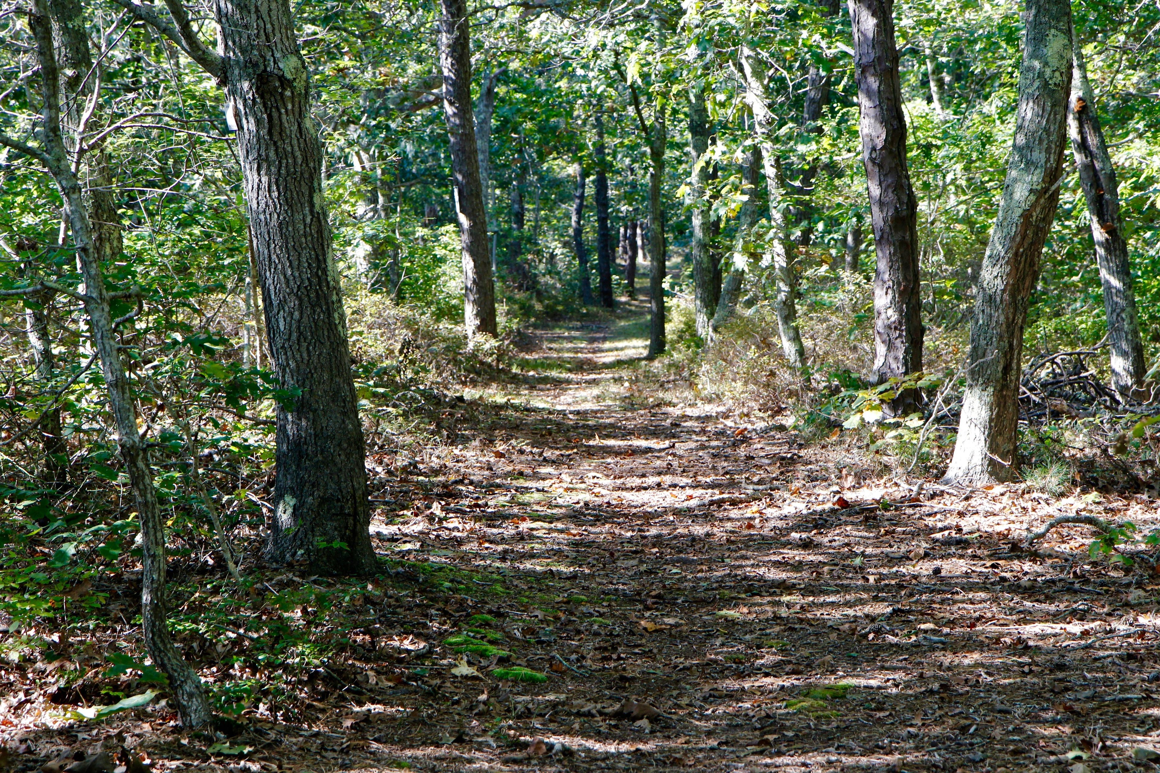 woods trail