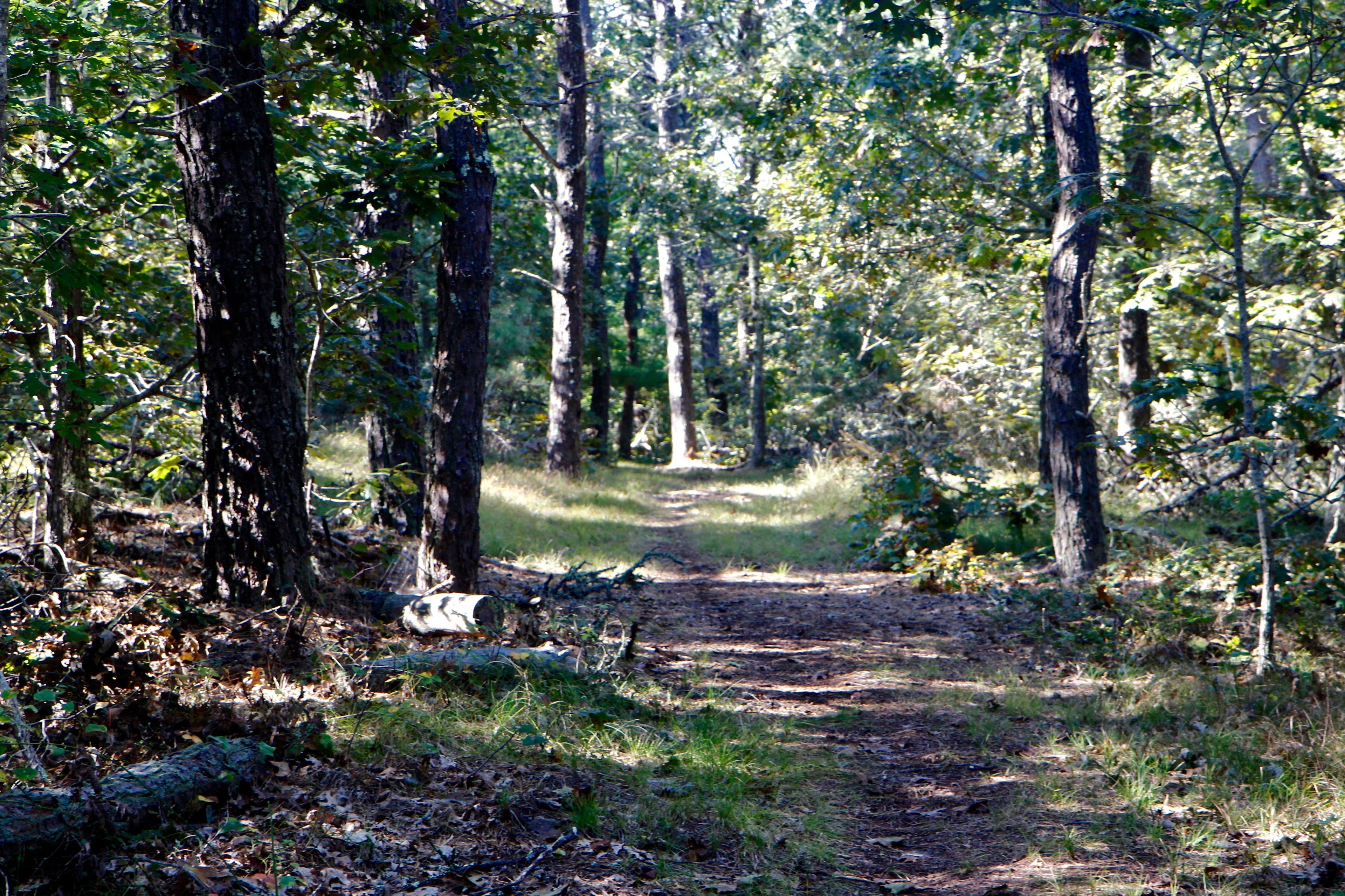 woods trail