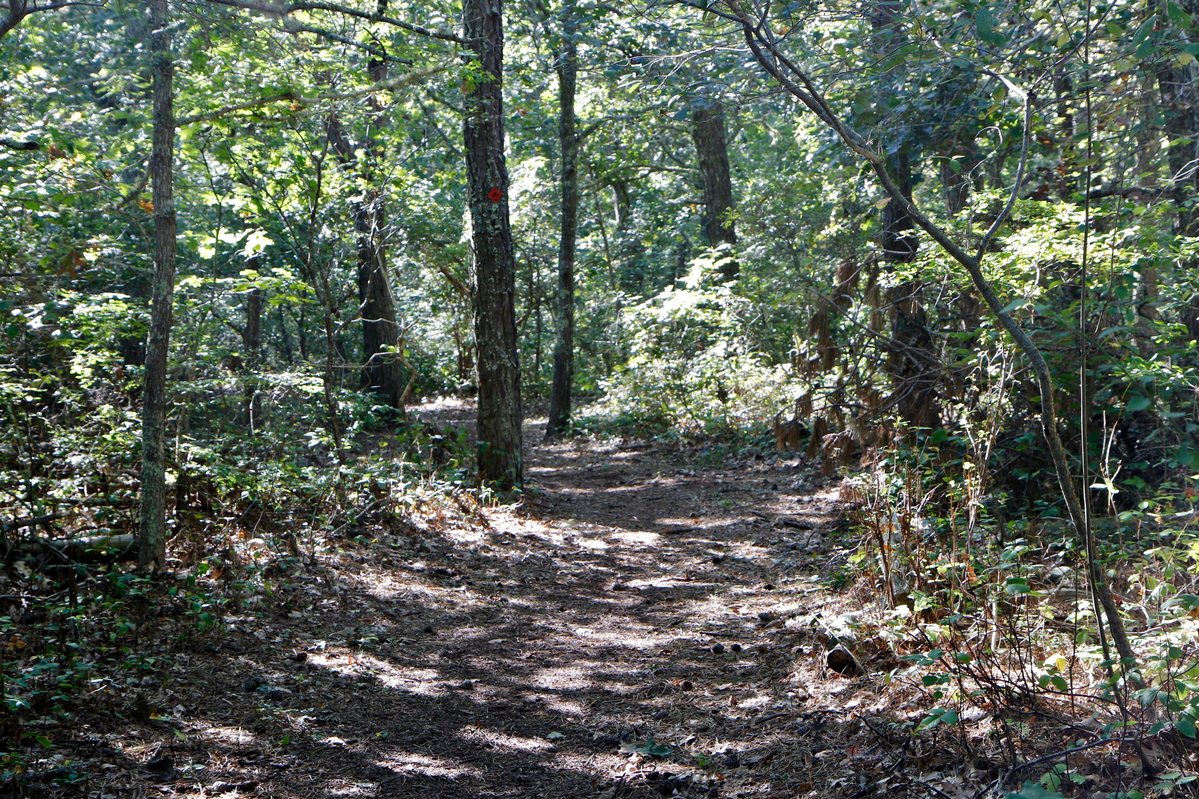 woods trail