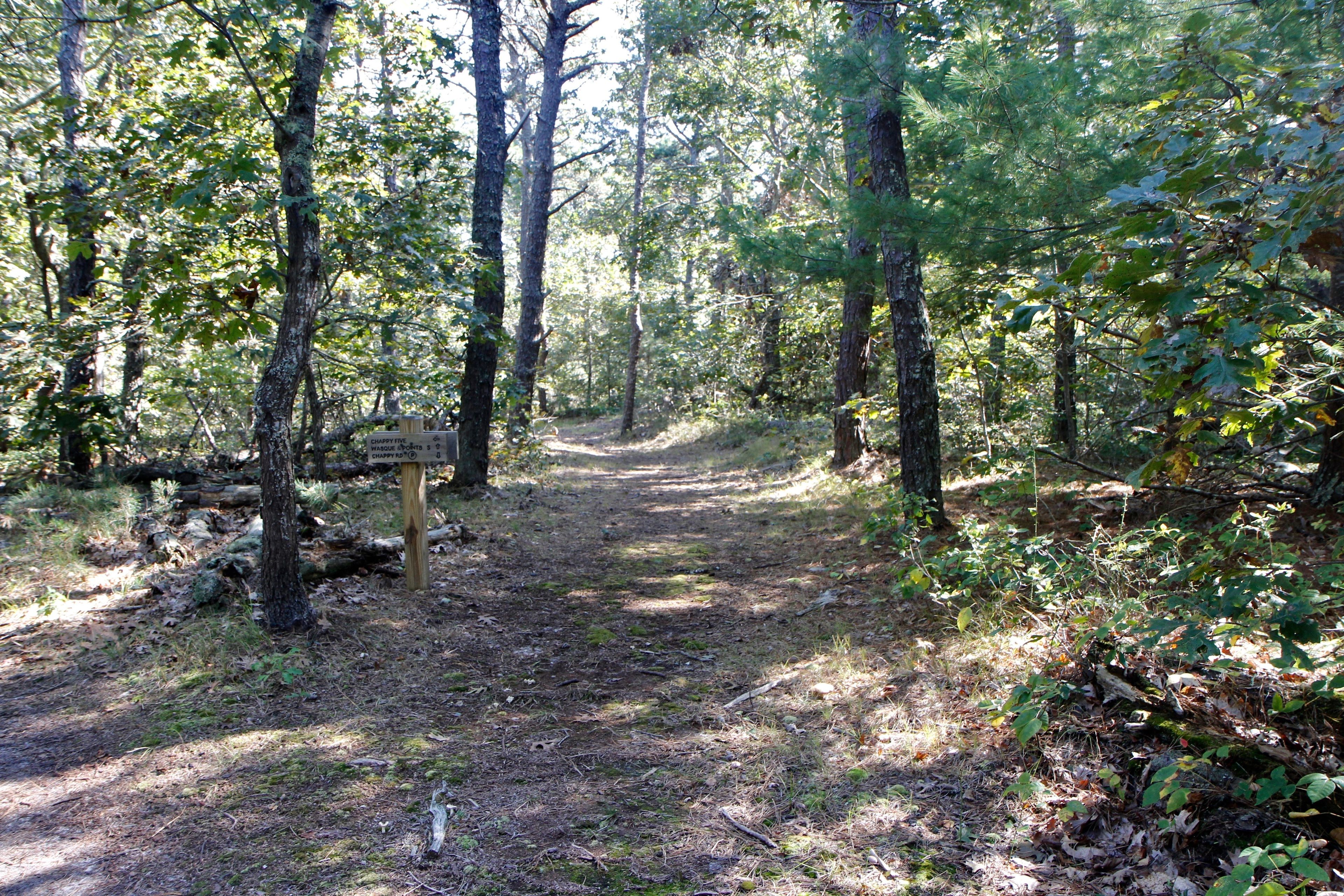 pine-needled path