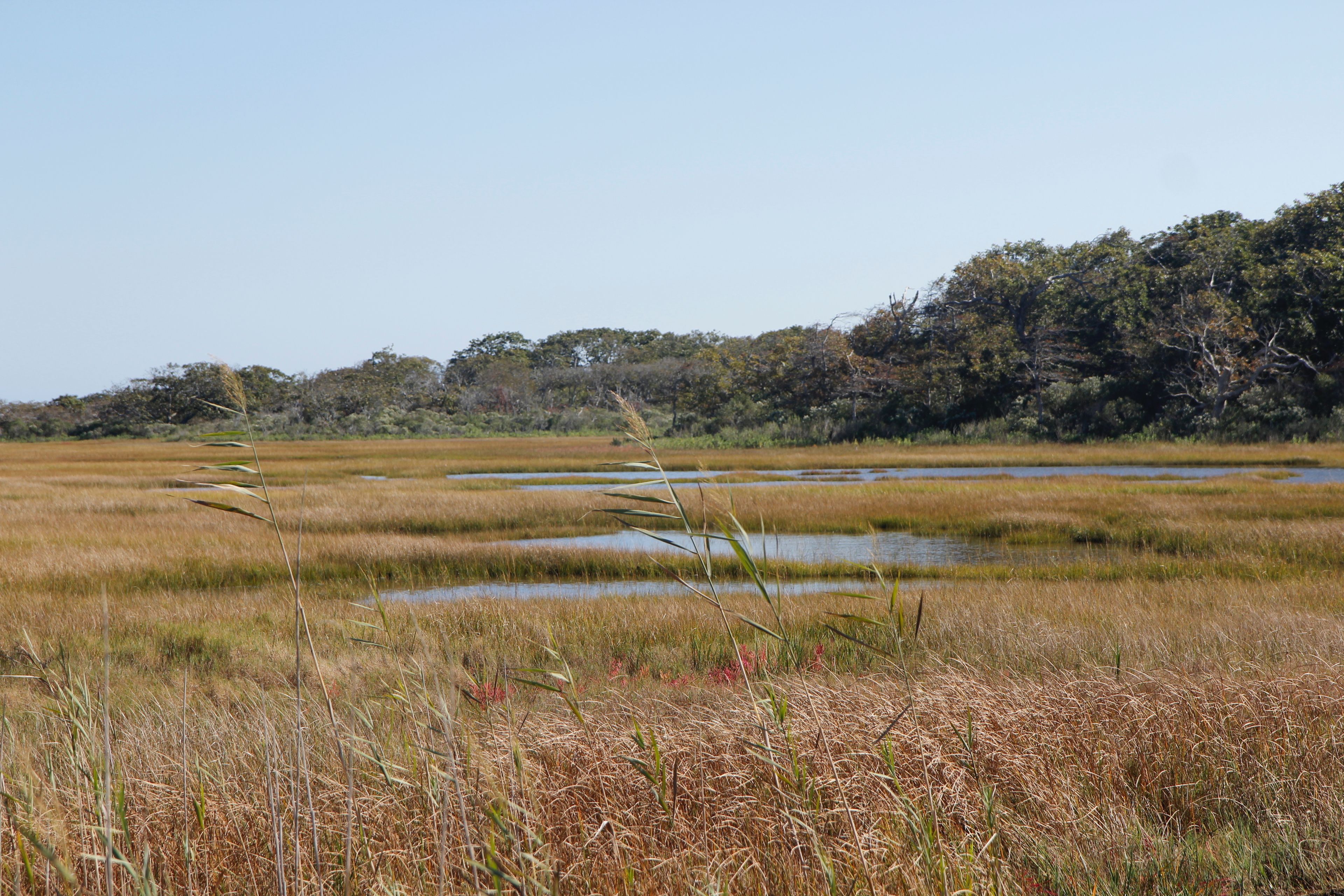 salt marsh