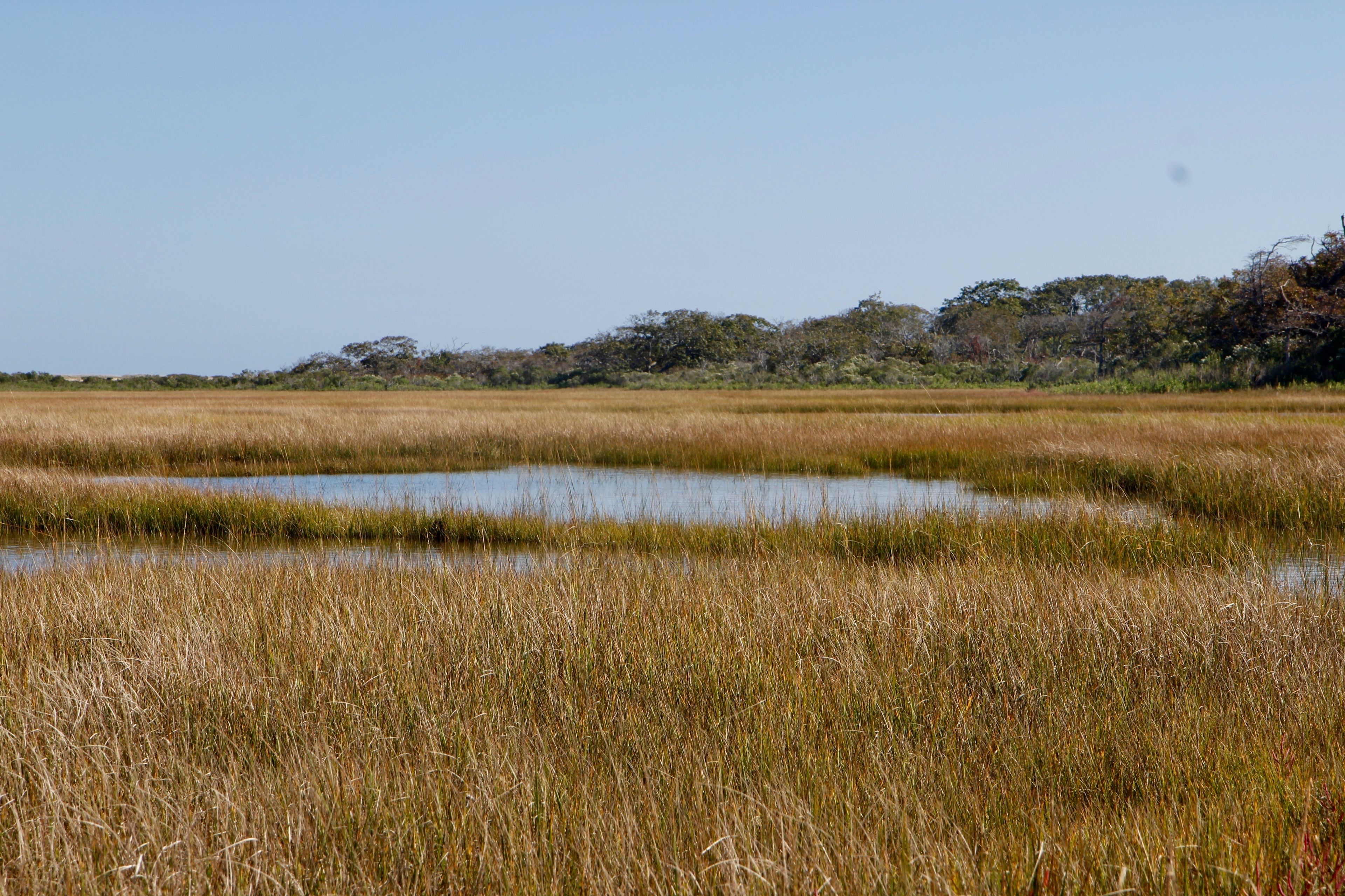 salt marsh