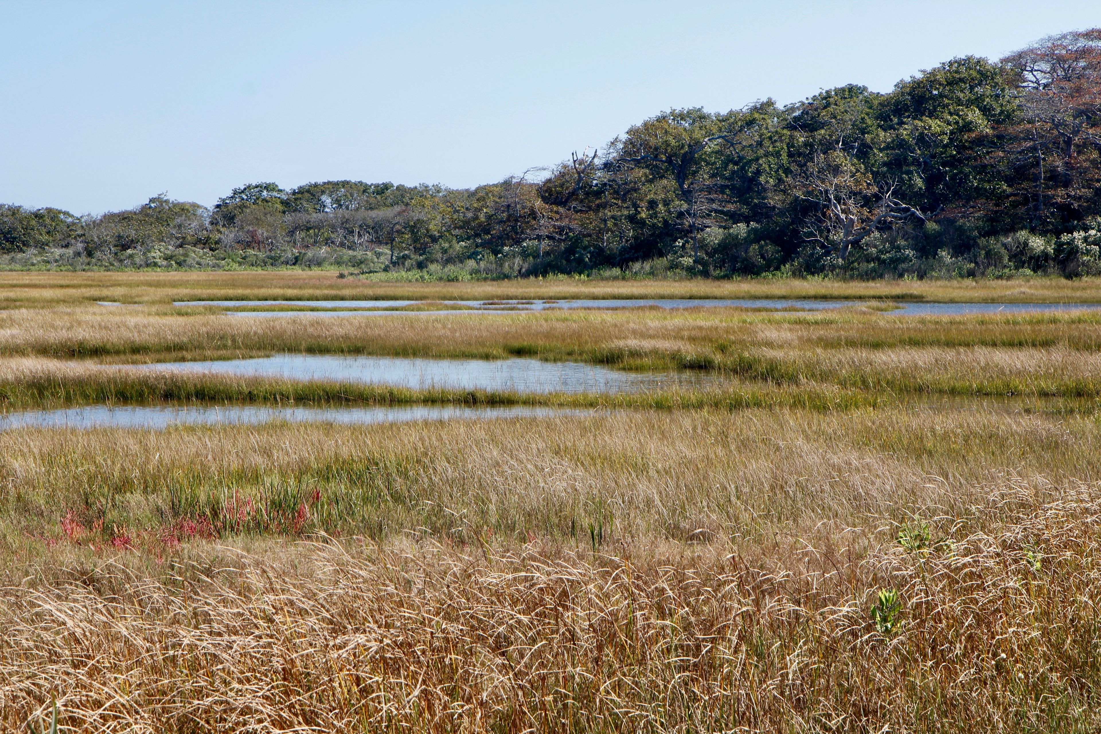 salt marsh