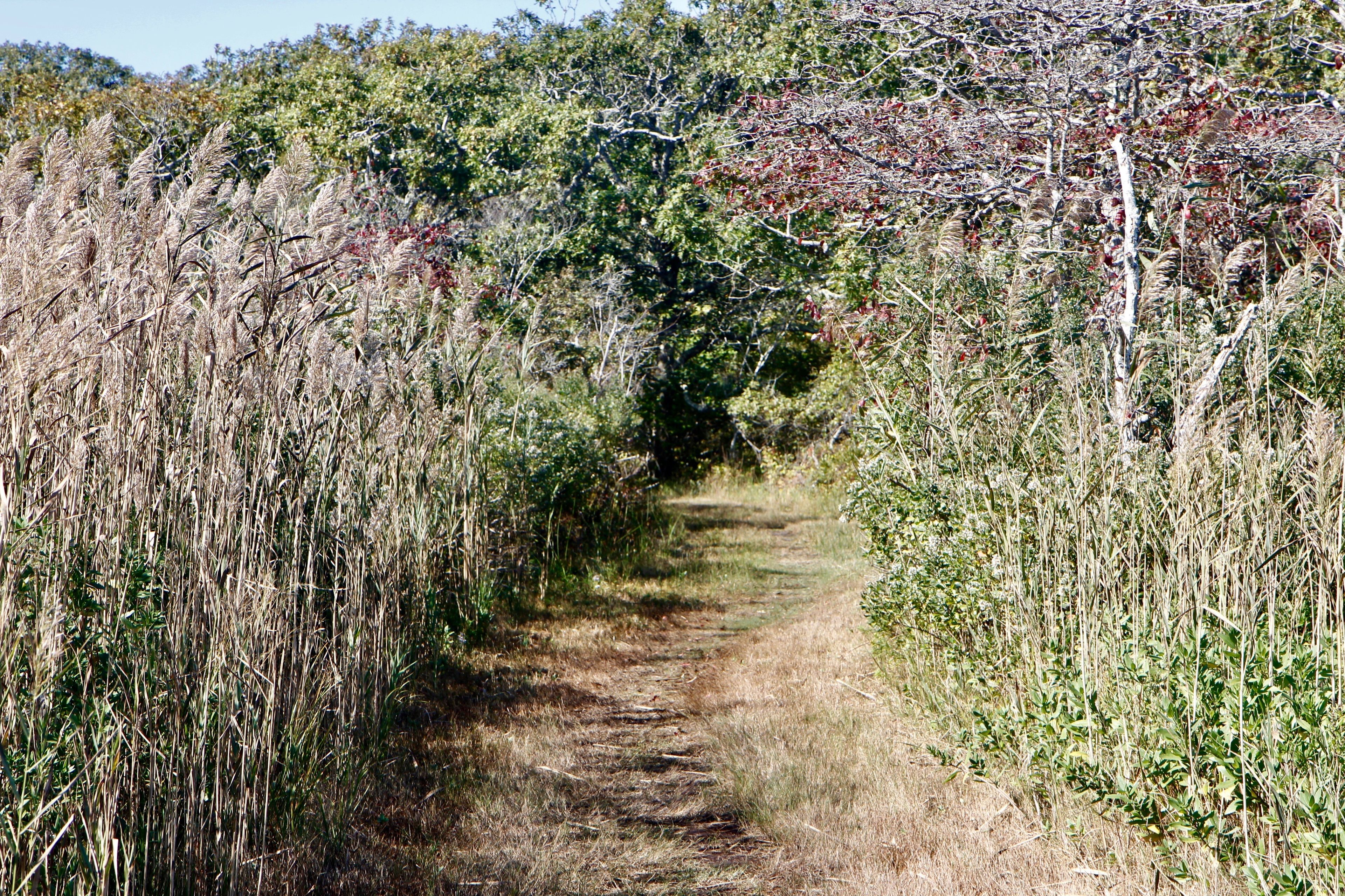 grassy trail