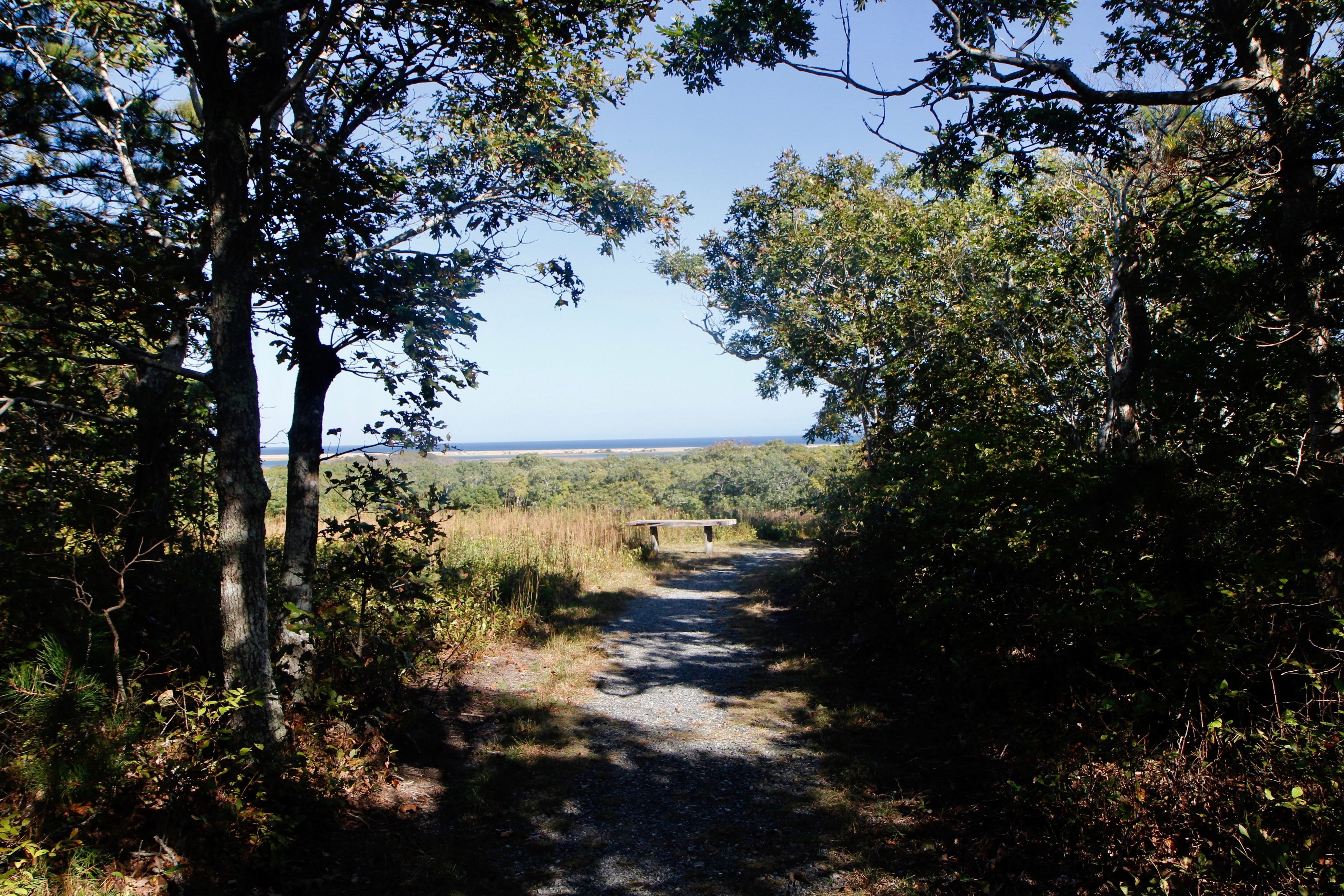 trail leading to view and bench