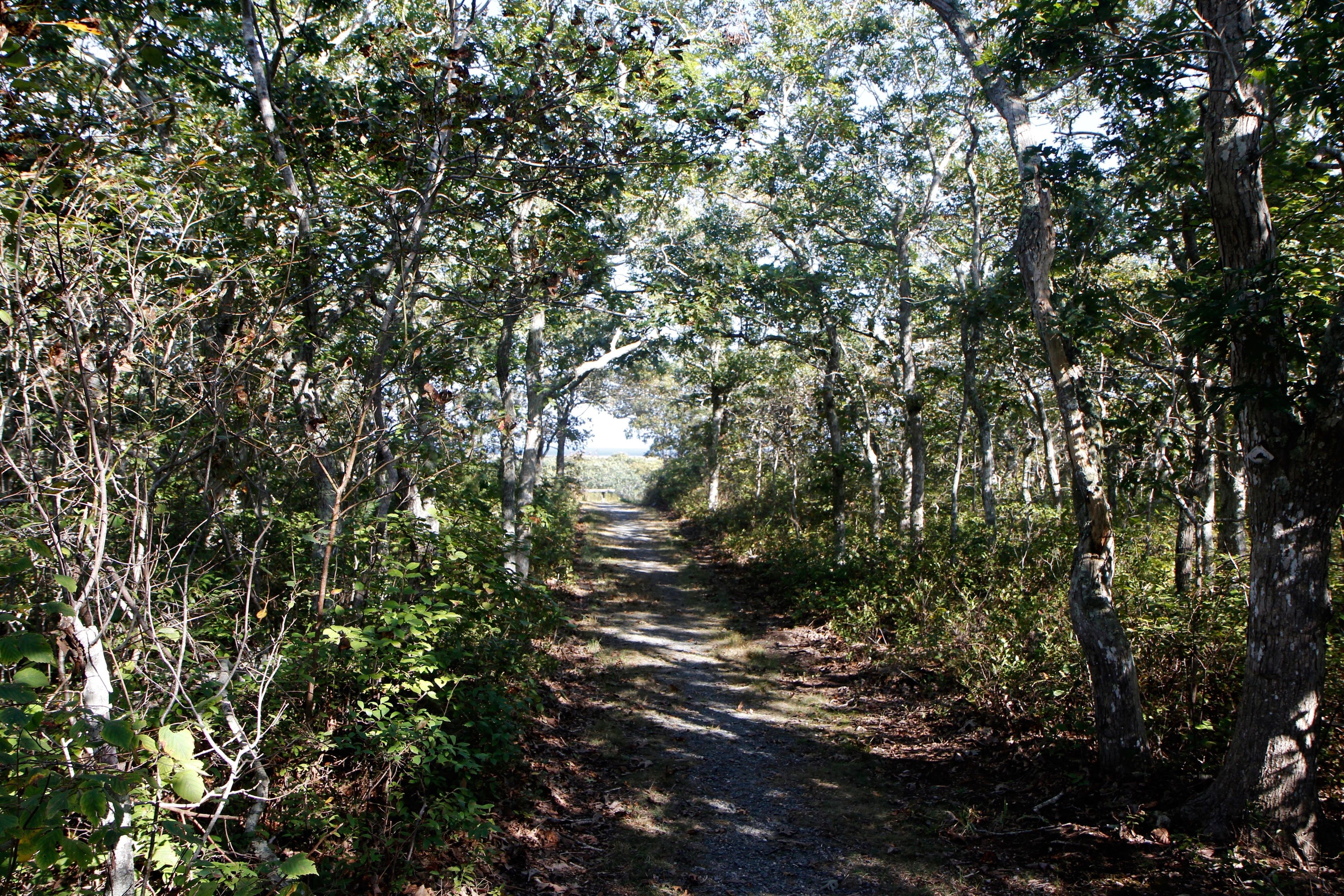 short woods trail