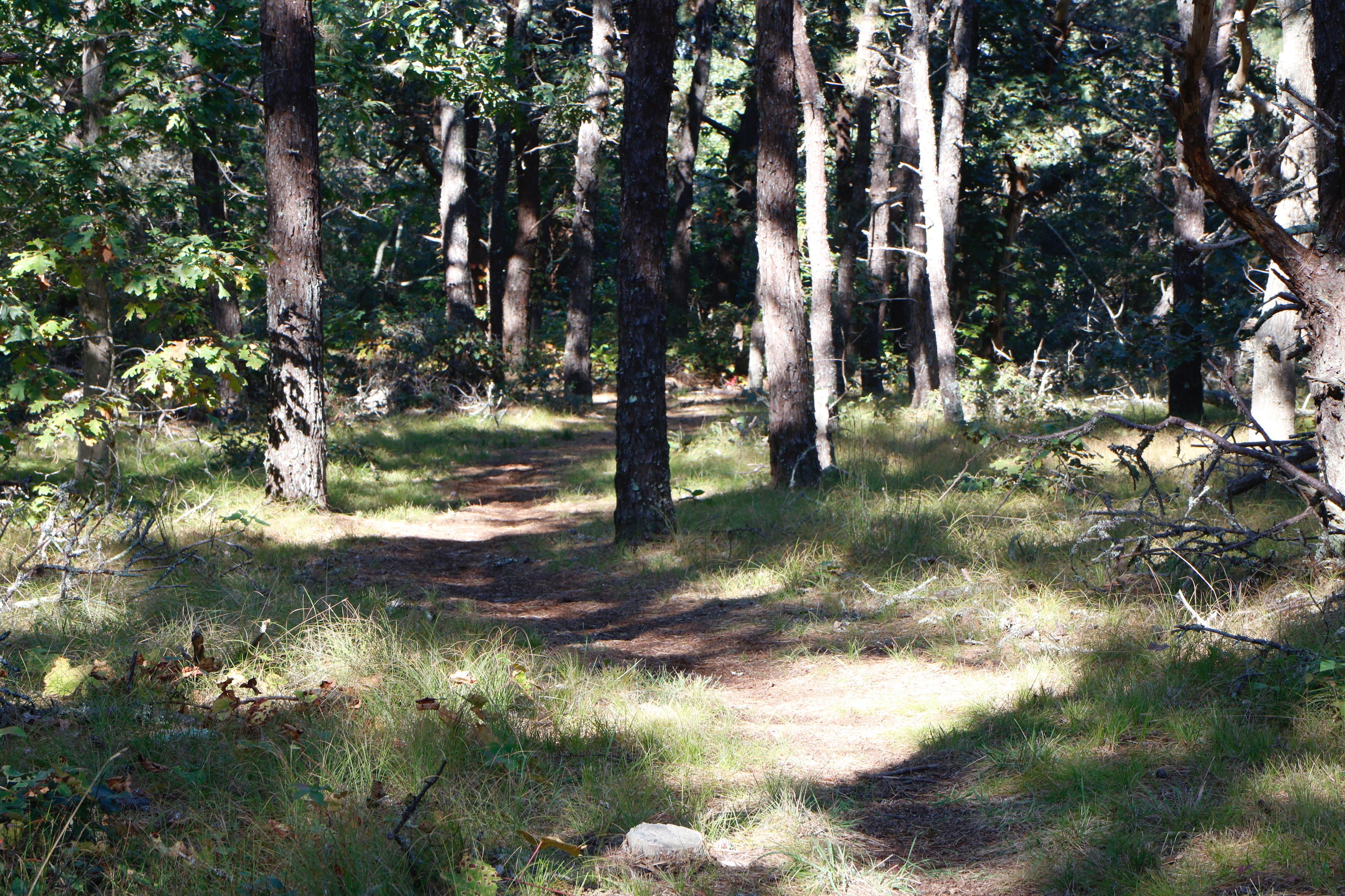 woods trail