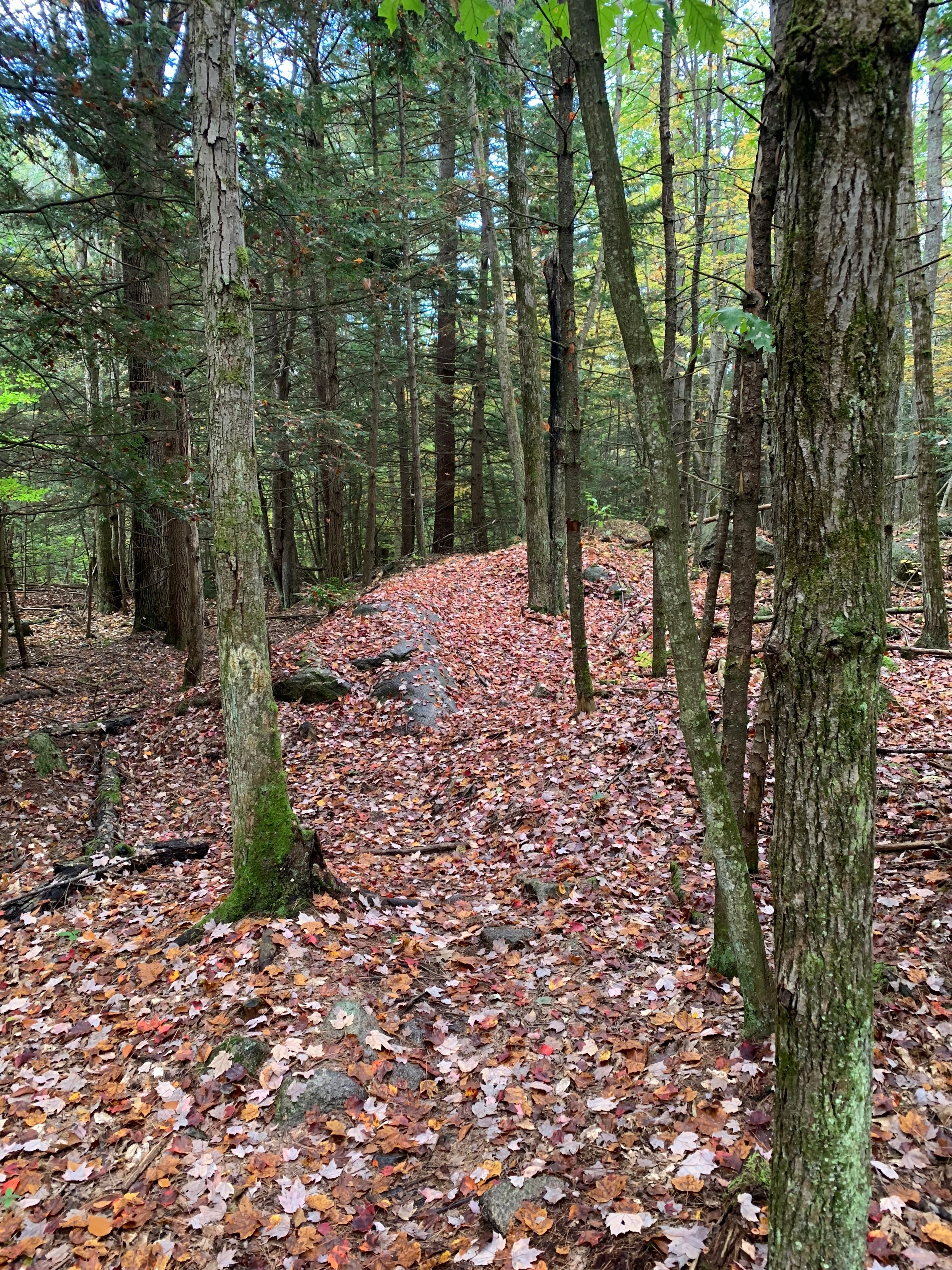 Hardwoods_Fall_rock.JPG