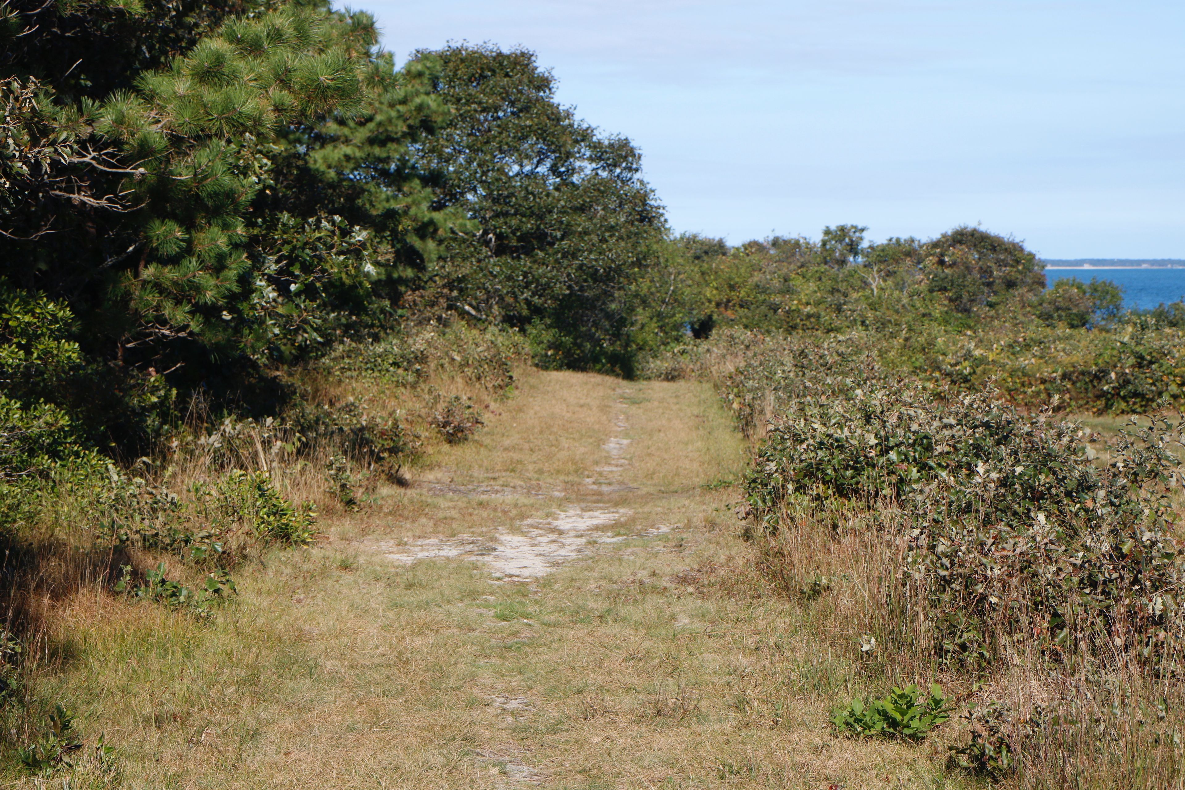 grassy path to beach