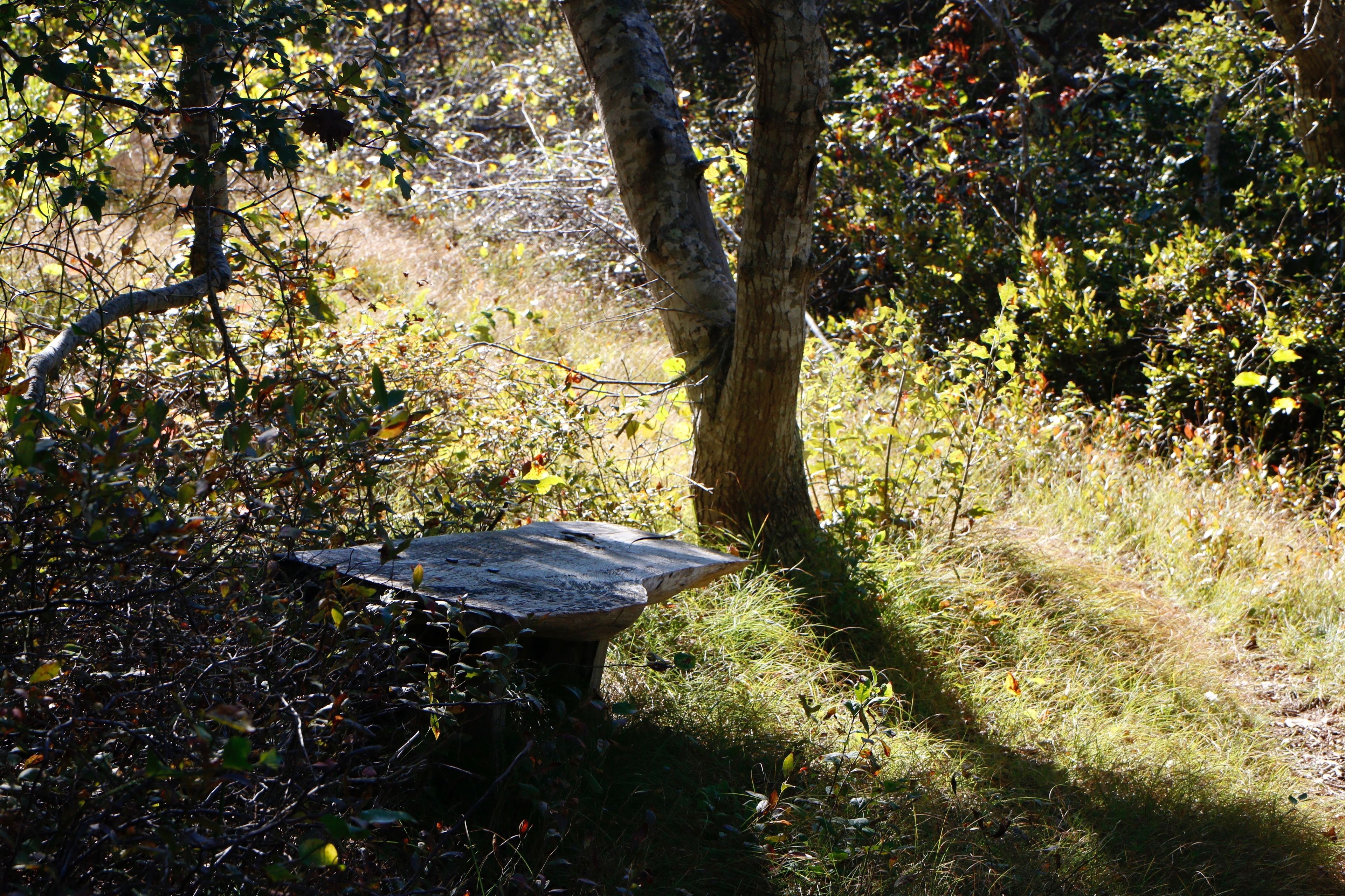 bench along trail