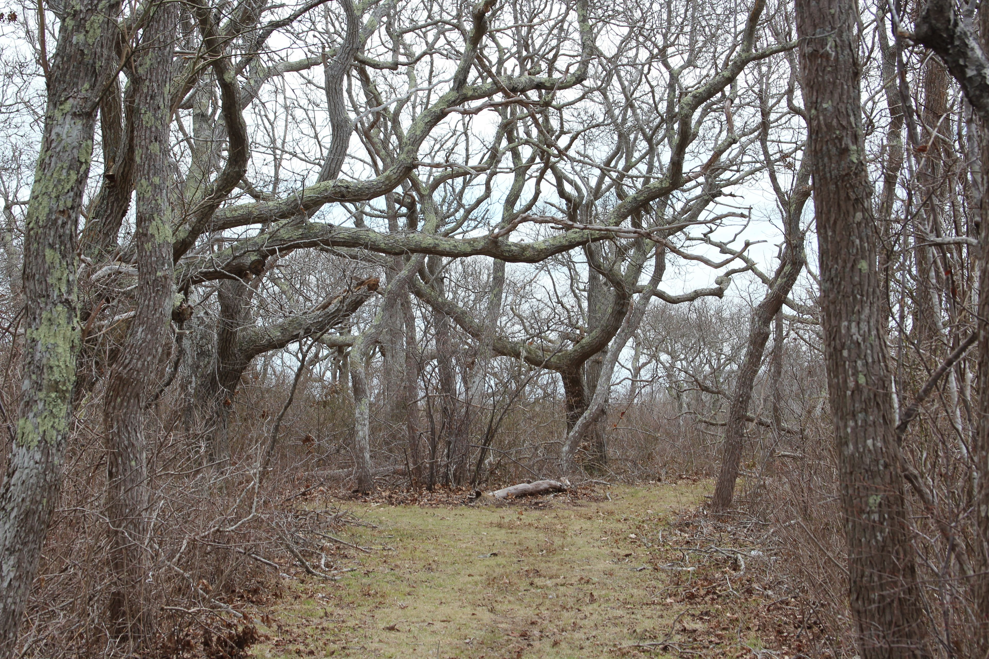 grassy path leading to end loop