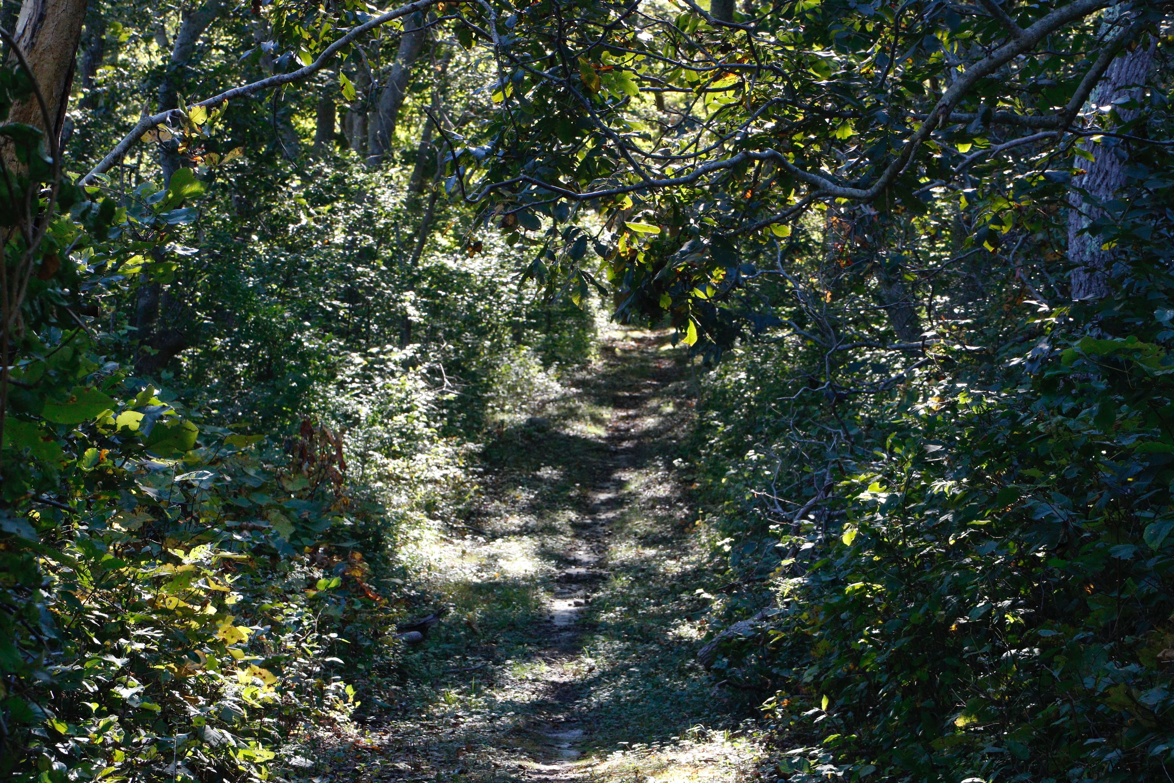 short woods trail