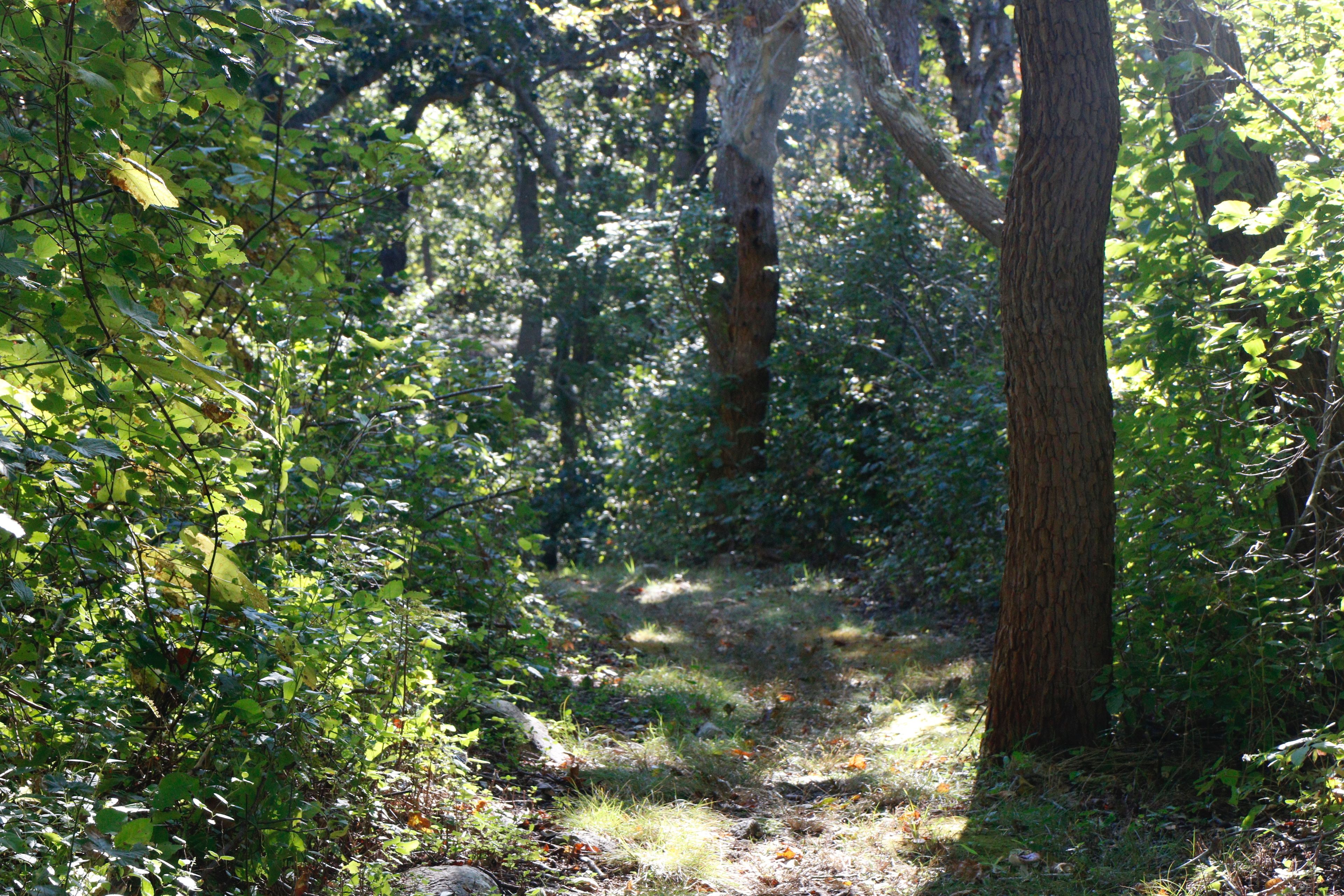 woods trail