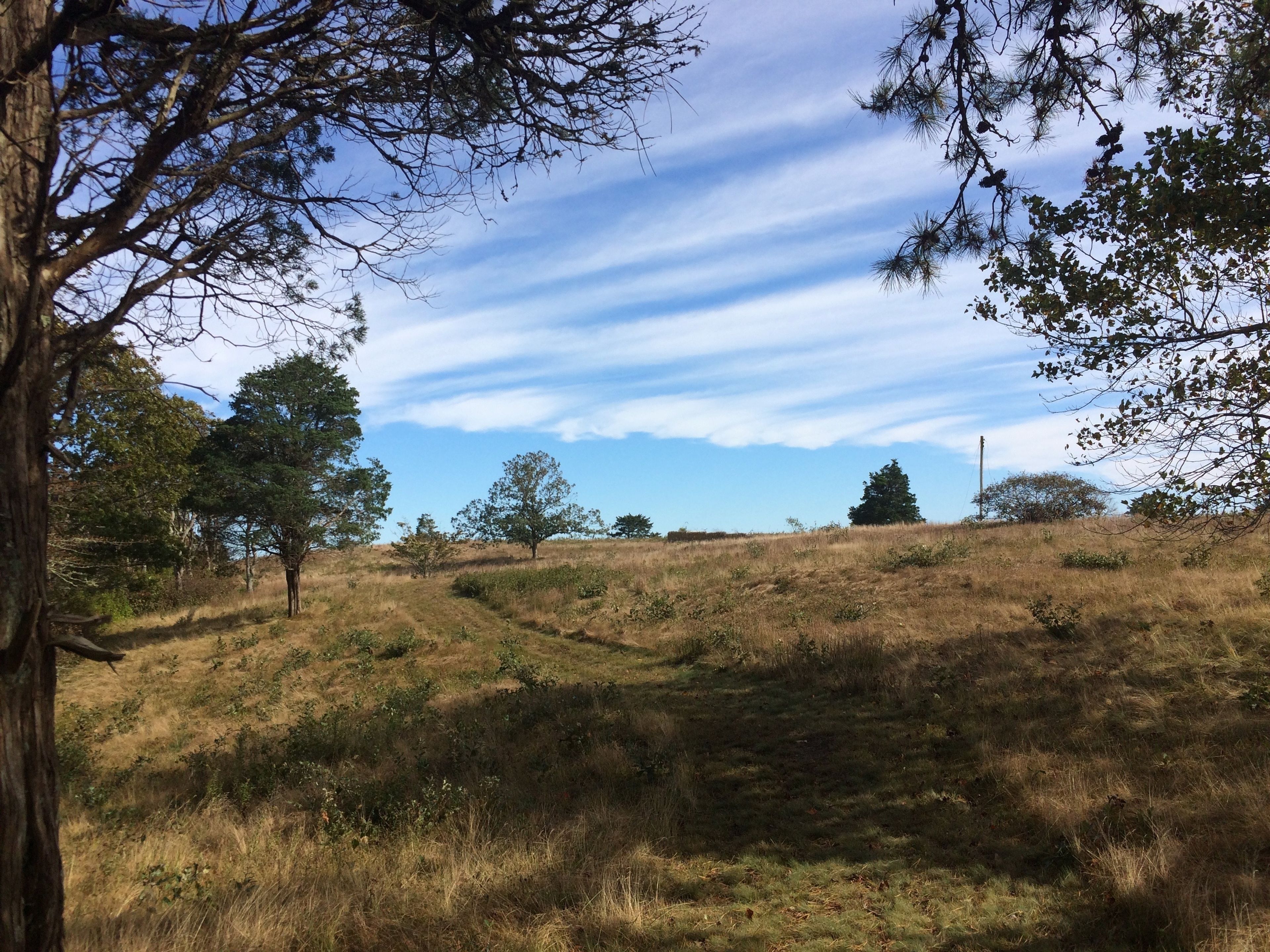 grassy trail